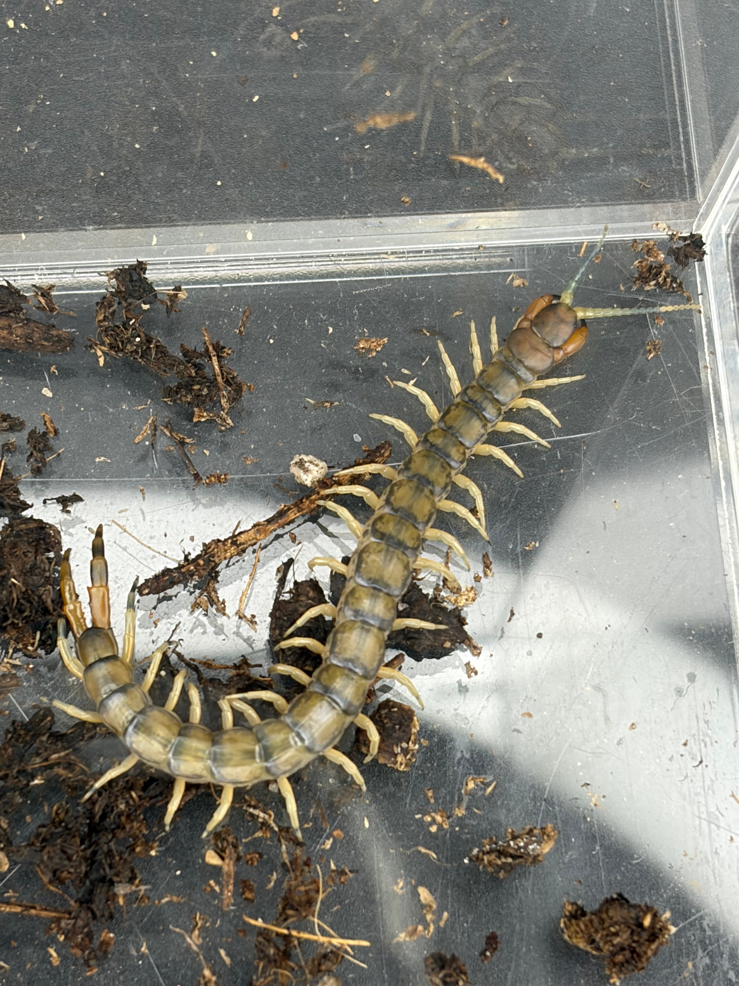 Green Bark Centipede (Hemiscolopendra marginata) - 2-3" (Adult WC)