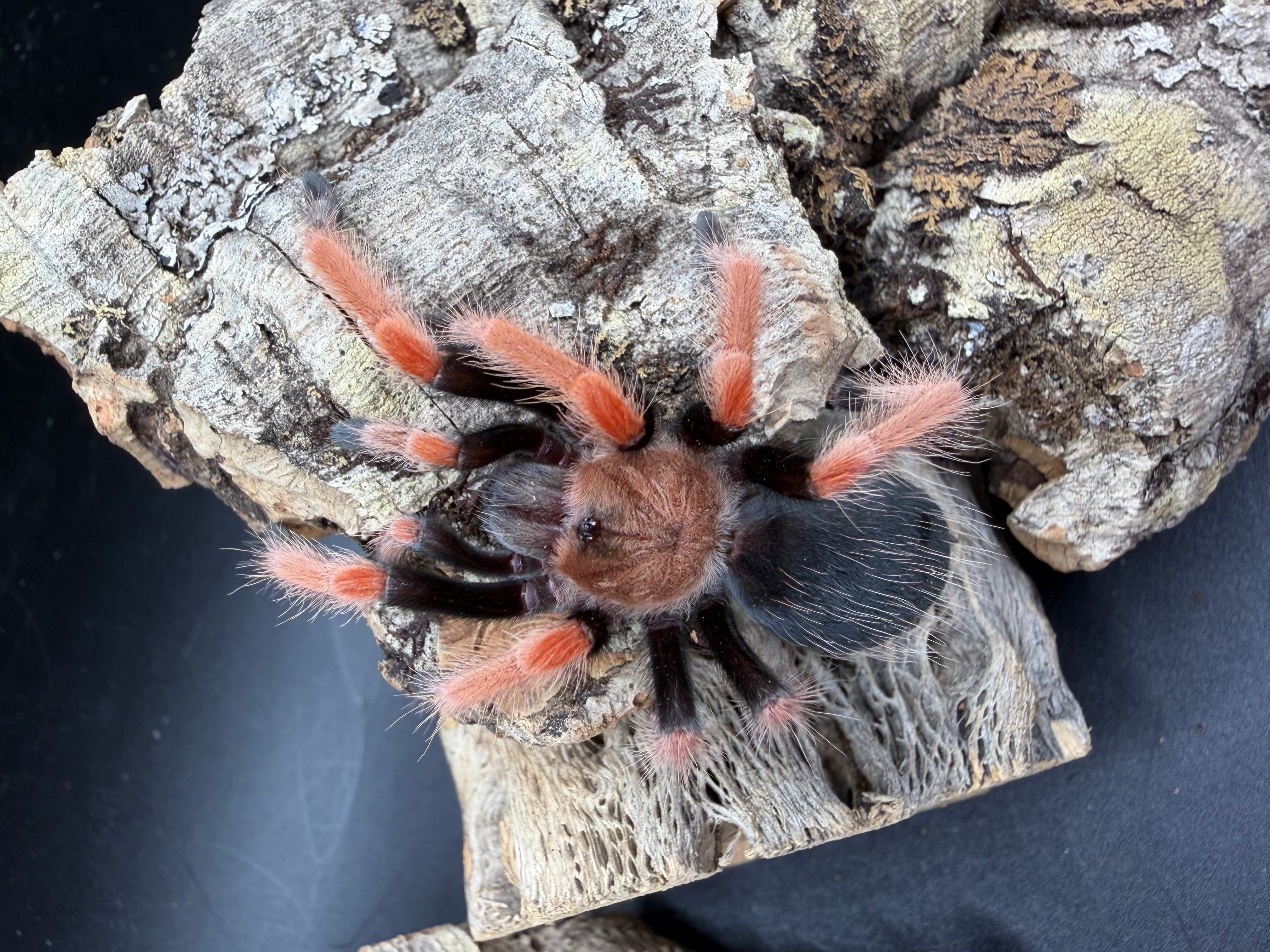 Mexican Fire Leg Tarantula (Brachypelma boehmei) - 1.5-2" (Juvenile) photo 2