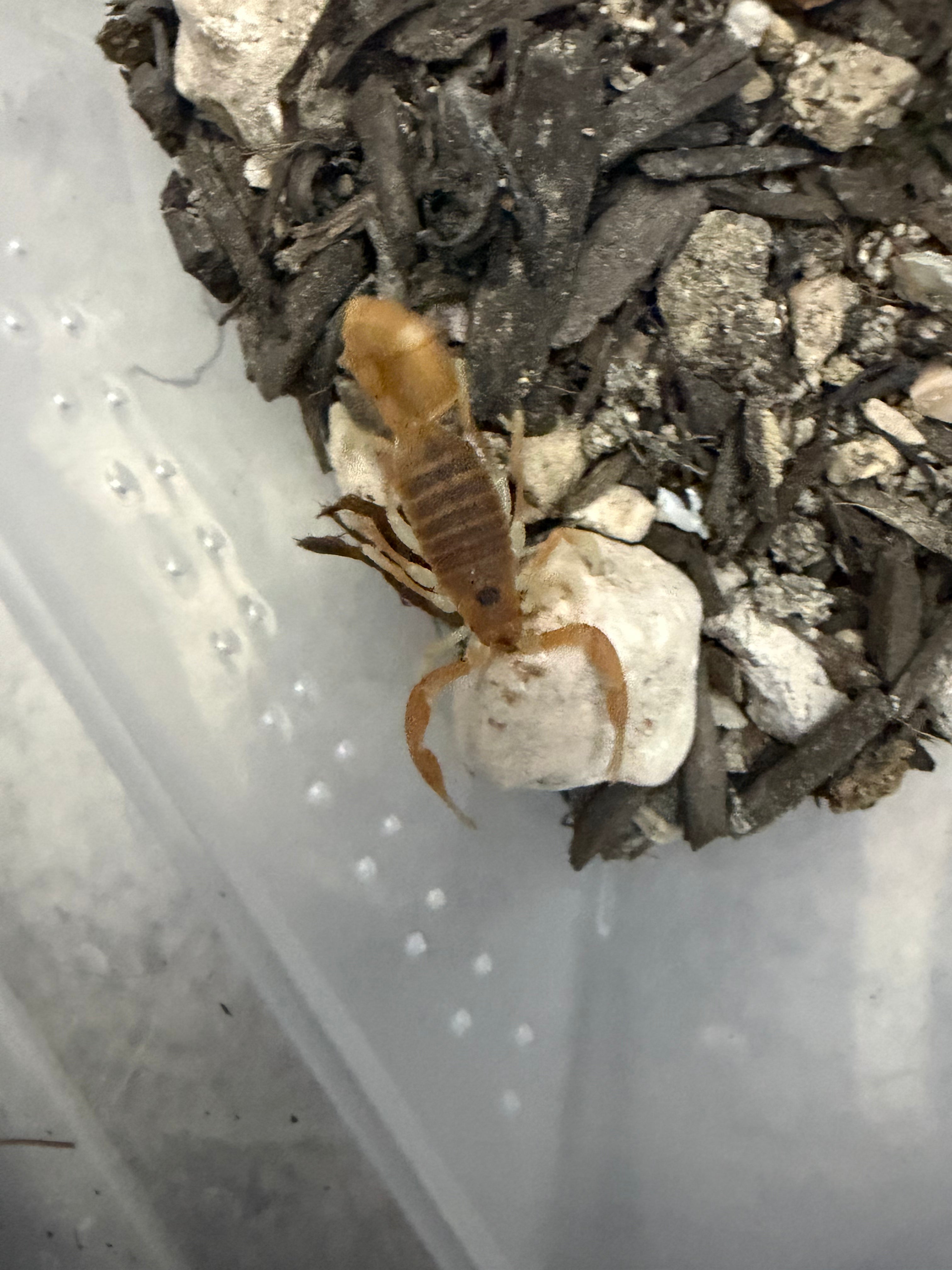 Mozambique Thicktail Scorpion (Parabuthus mossambicensis) - 0.5-0.75" (Scorpling) photo 3