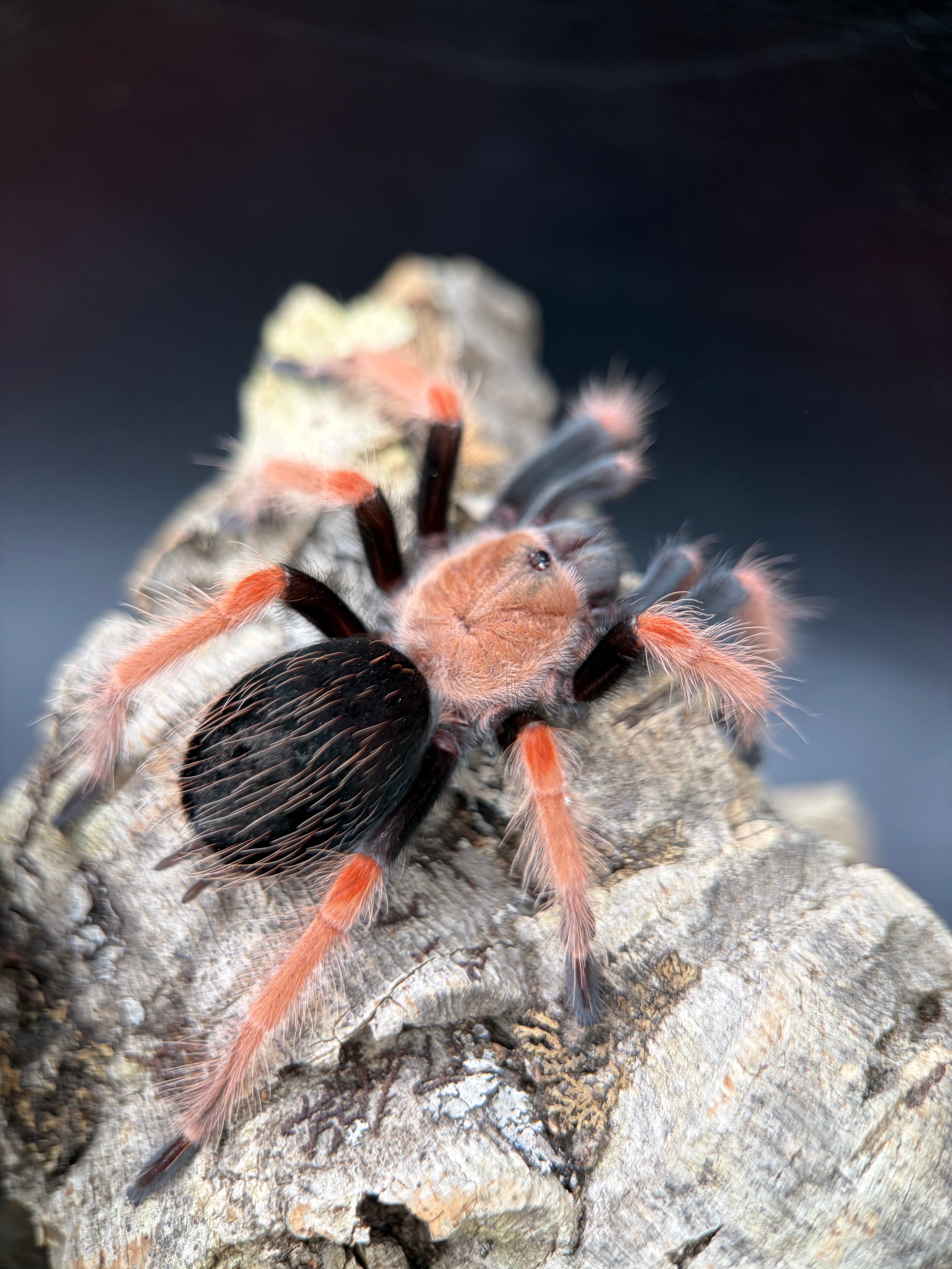 Mexican Fire Leg Tarantula (Brachypelma boehmei) - 1.5-2" (Juvenile)
