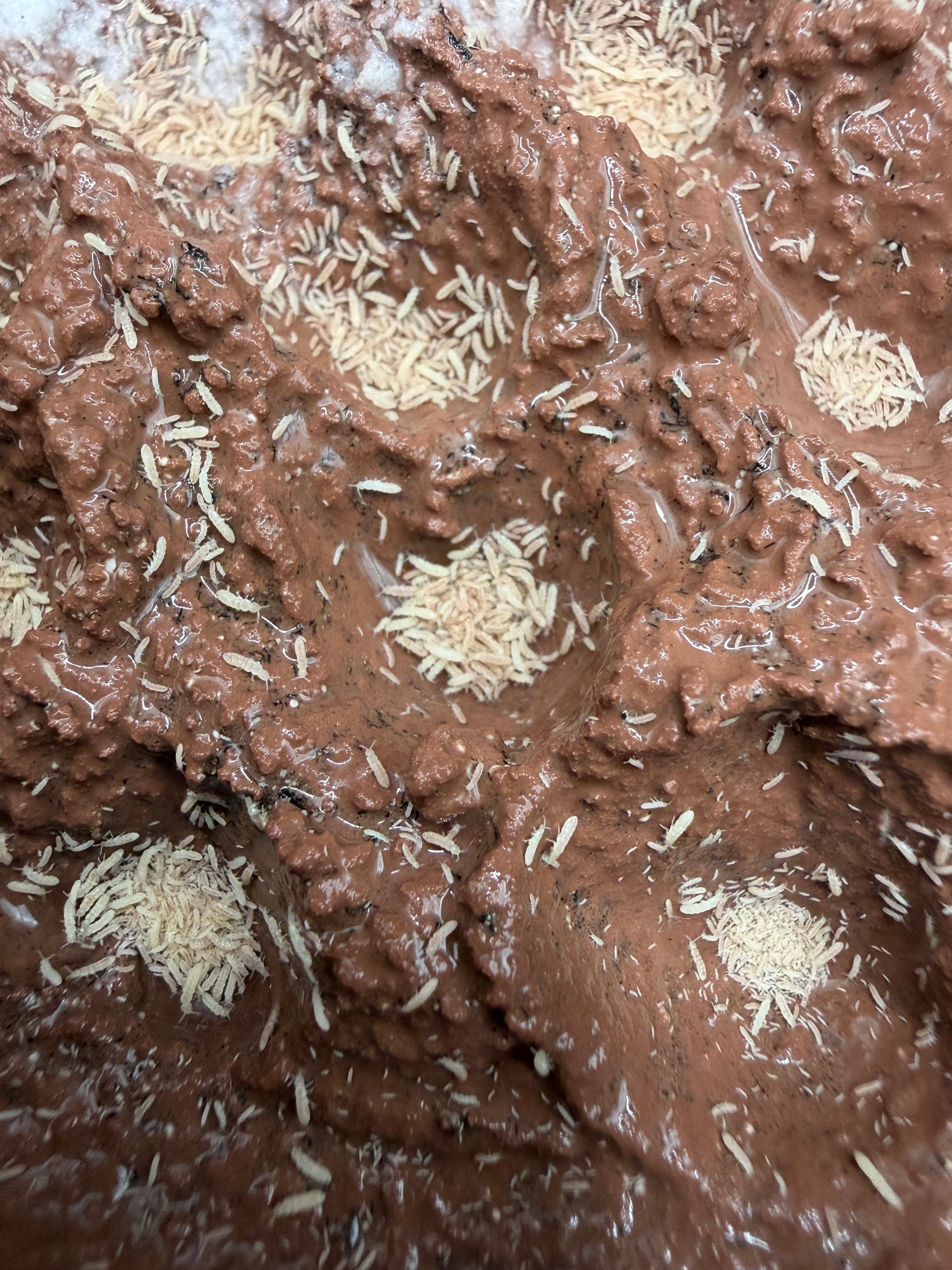 Temperate Springtail Master Culture with Clay (Folsomia candida) - Master Culture photo 3