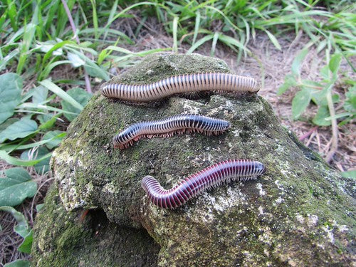 Ivory Millipede (Chicobolus spinigerus) - 4-5" (Adult WC) photo 3