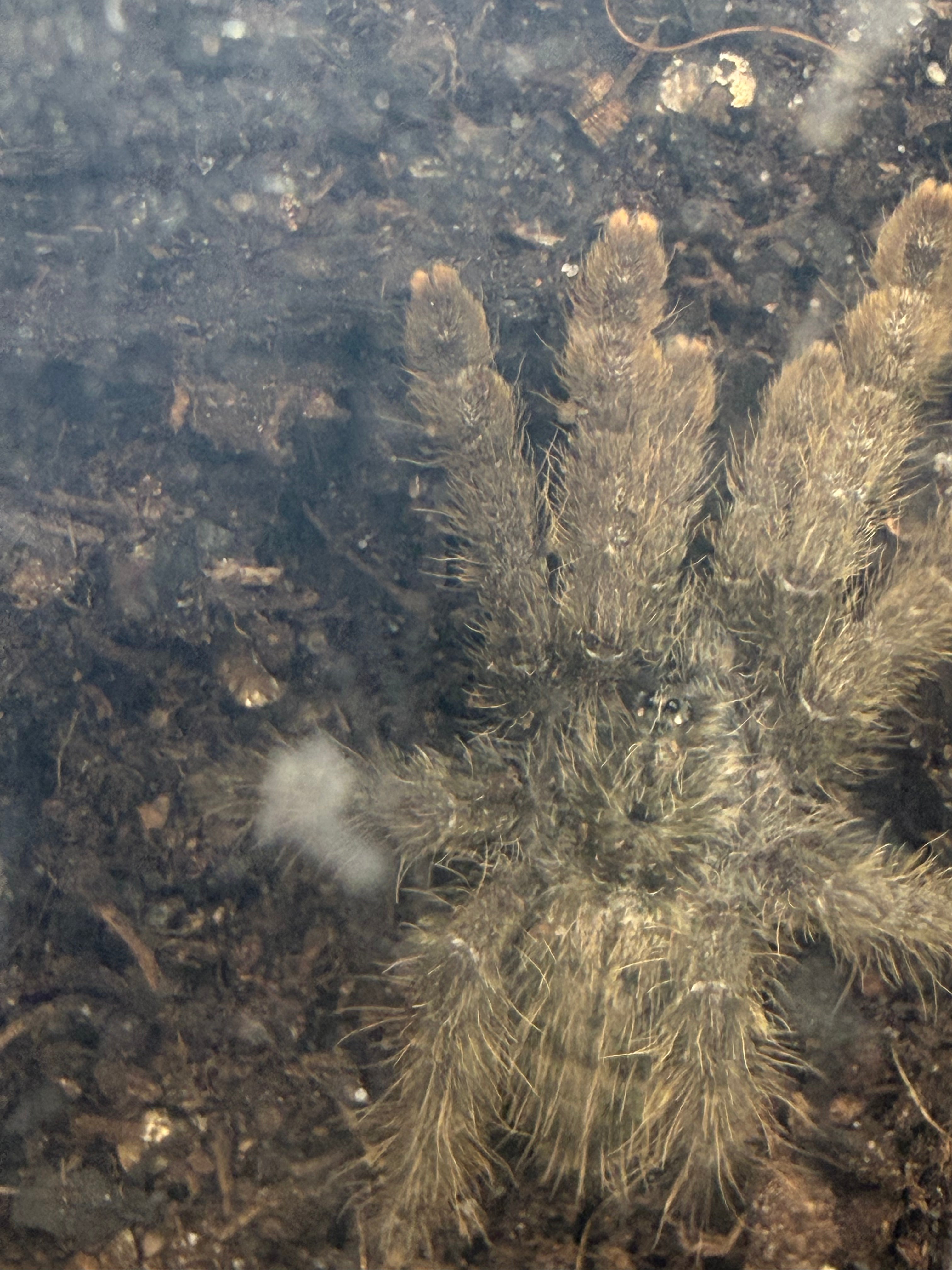 Ornamental Baboon Tarantula (Heteroscodra maculata) - 1-3" (Juvenile) photo 3