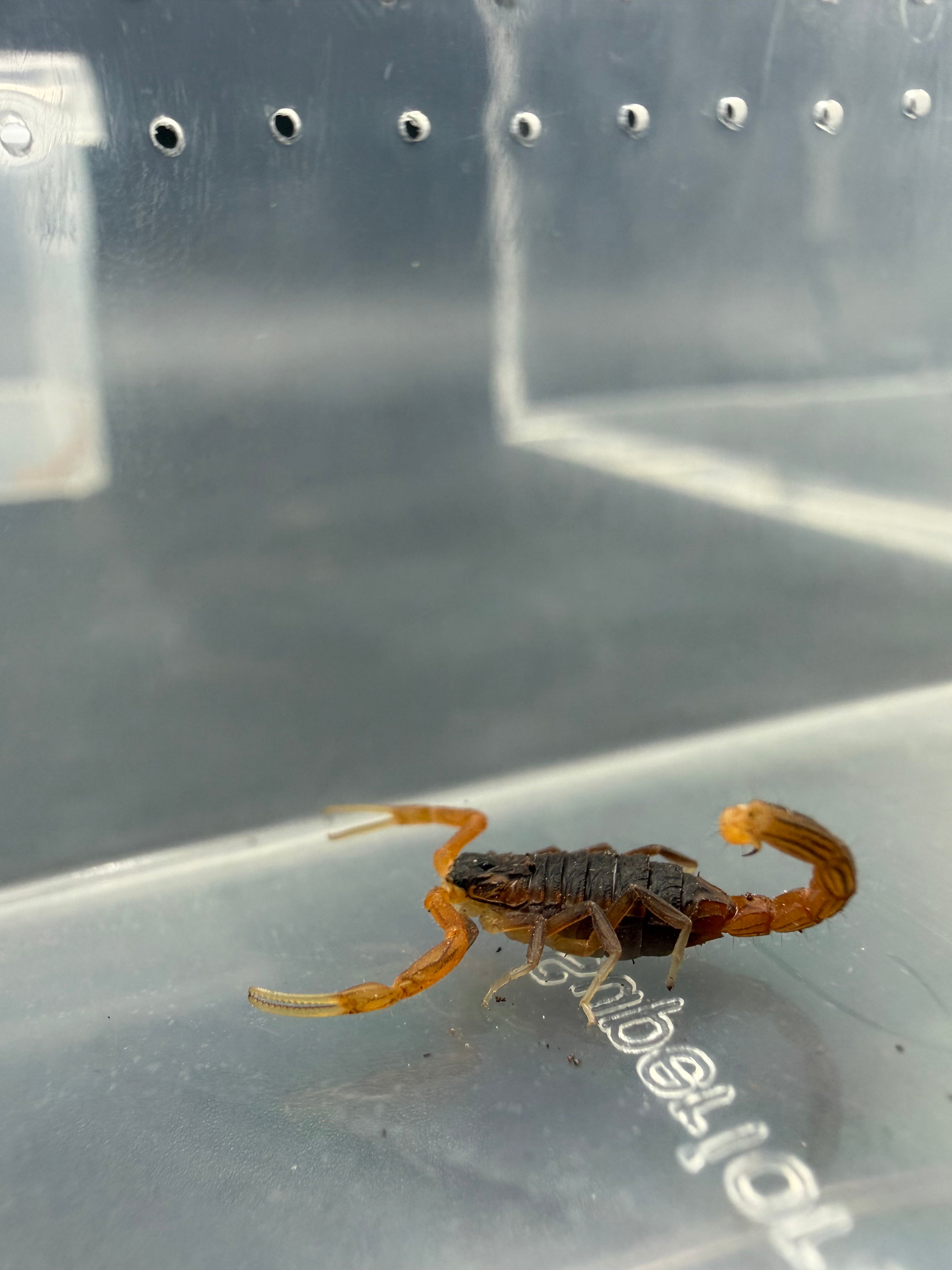 Indian Black and Red Scorpion (Hottentotta sp. India) - 0.25-0.5" (Scorpling)