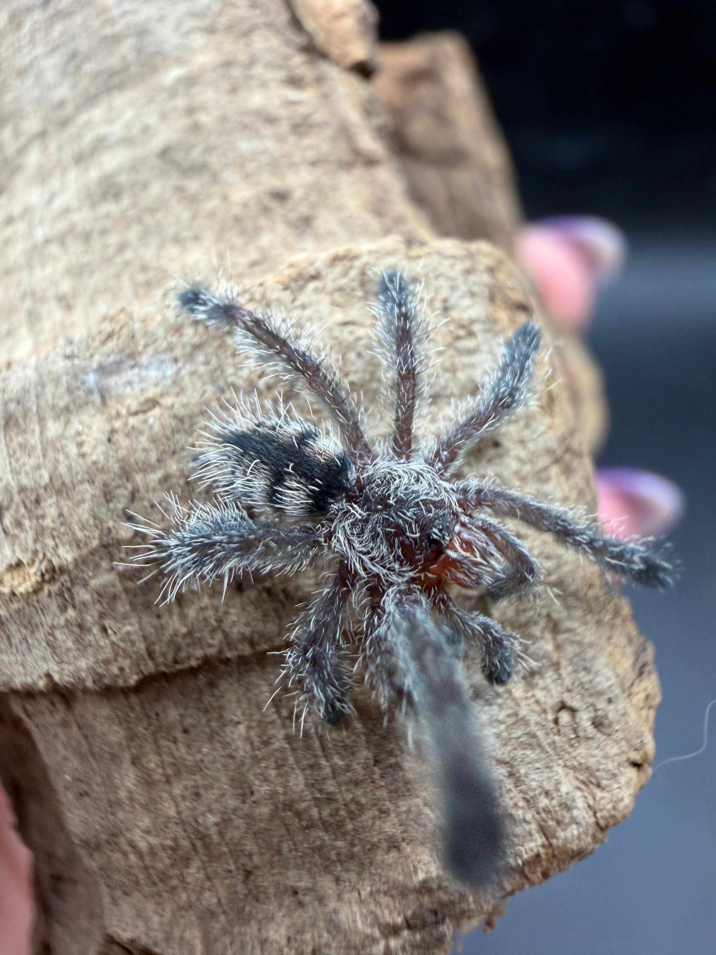 Purple Pink Toe Tarantula (Avicularia purpurea) - 0.5-0.75" (Sling)