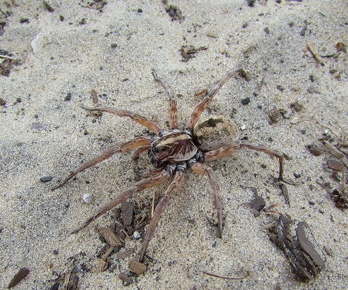 Miami Wolf Spider (Hogna miami) - 3/4-1.25" body (Adult WC)