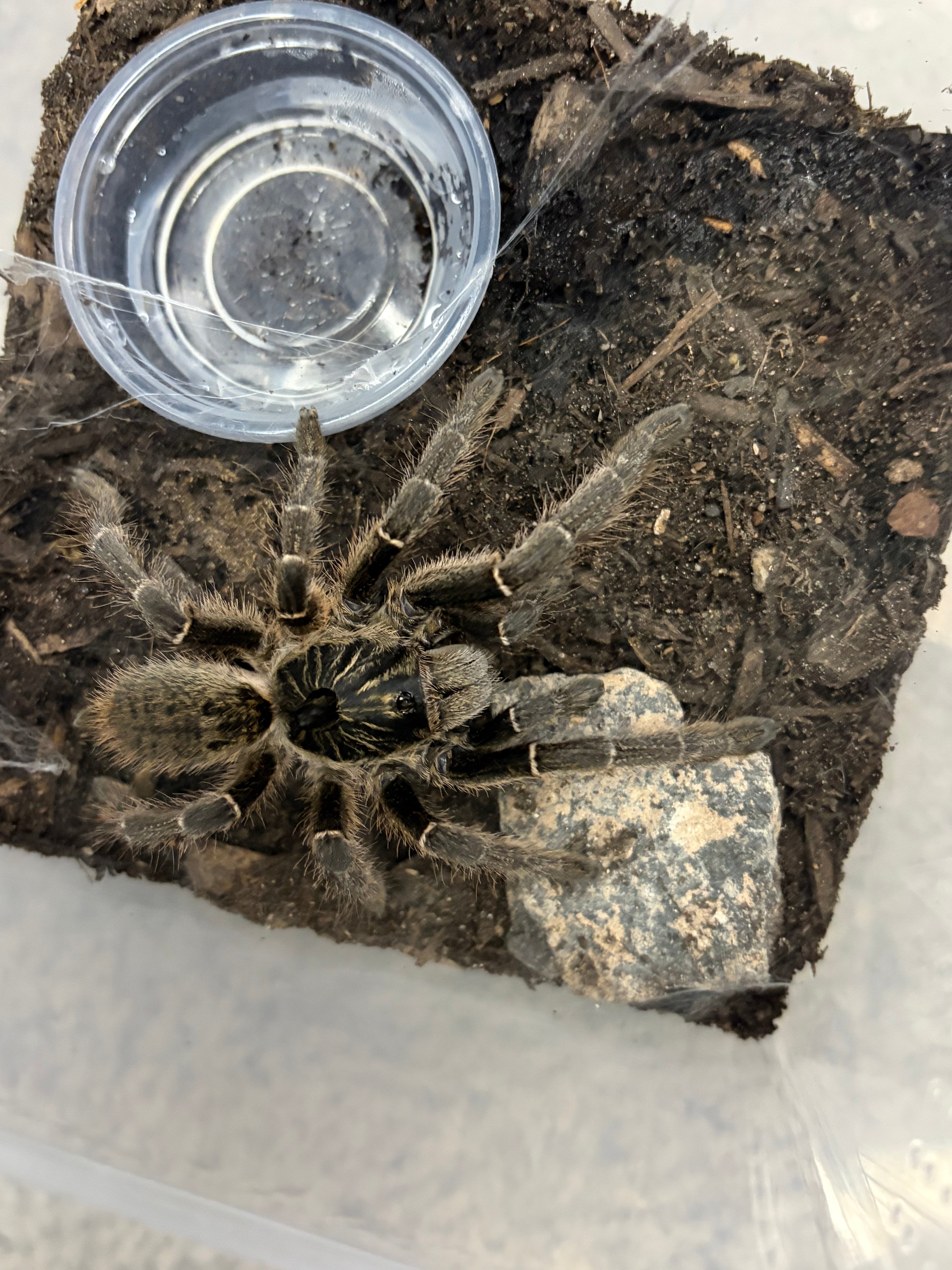Unicorn Horned Baboon Tarantula (Ceratogyrus marshalli) - 2.5-3" (Unsexed) photo 2