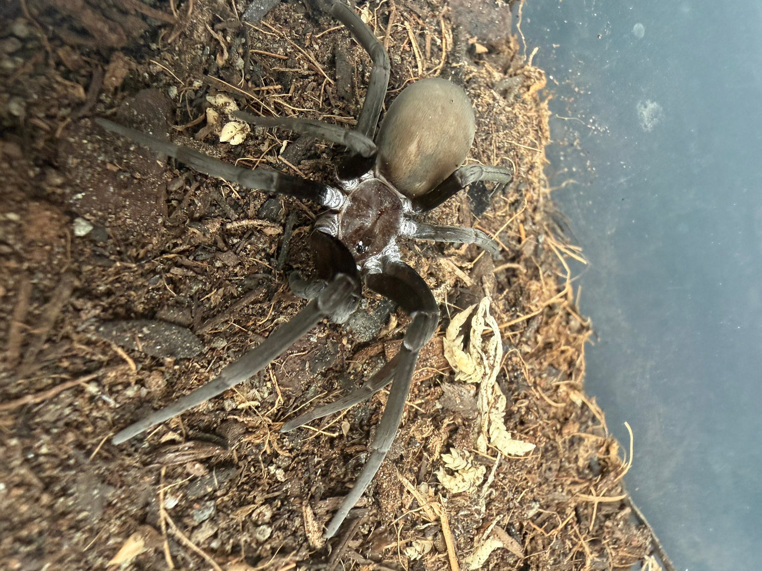 Black Hole Spider (Kukulcania hibernalis) - 2-3" leg span (Subadult/Adult, Unsexed) WC photo 2