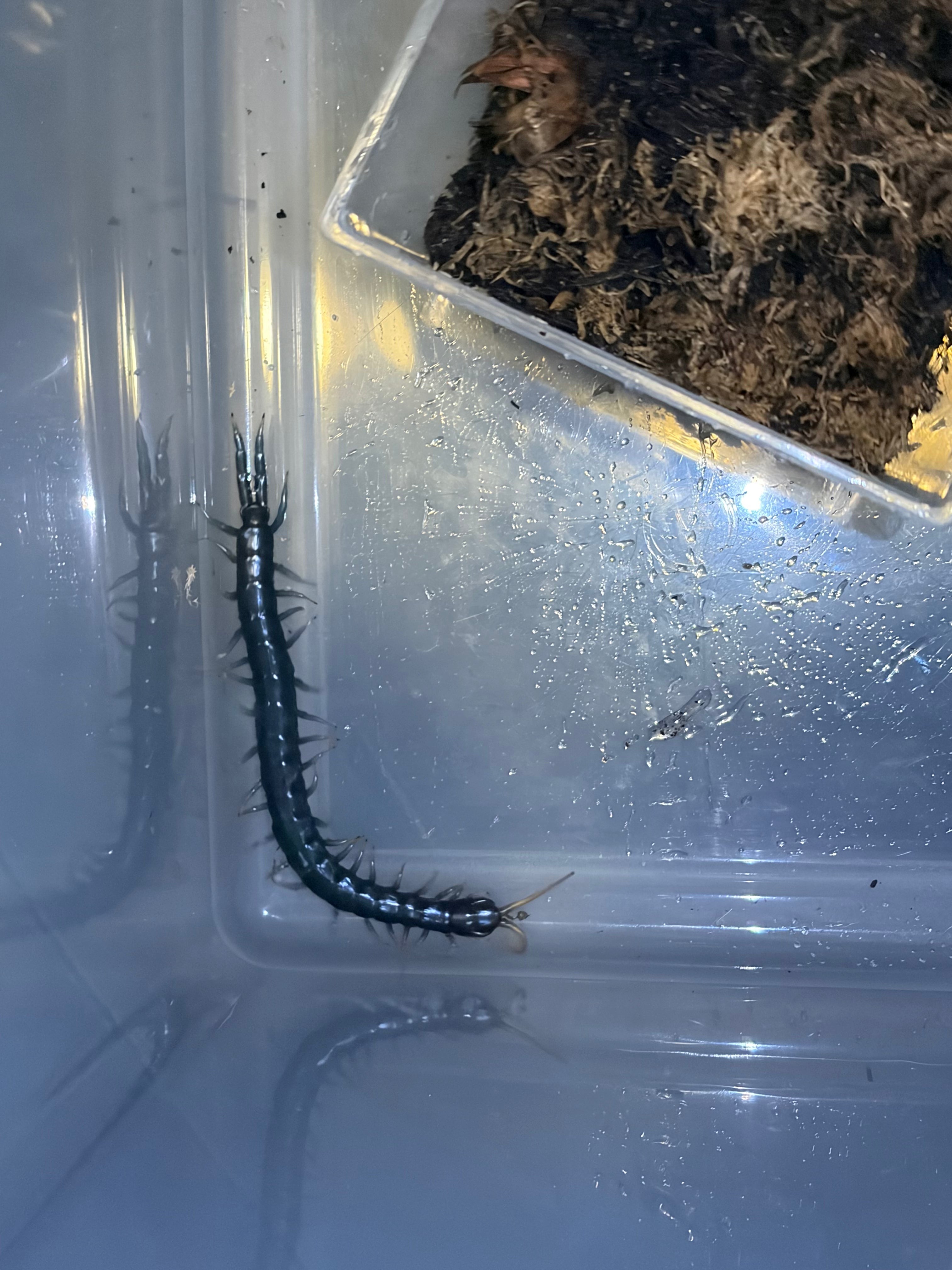 Borneo Blue Centipede (Ethmostigmus sp. 'Borneo Blue') - WC 4-6" photo 2