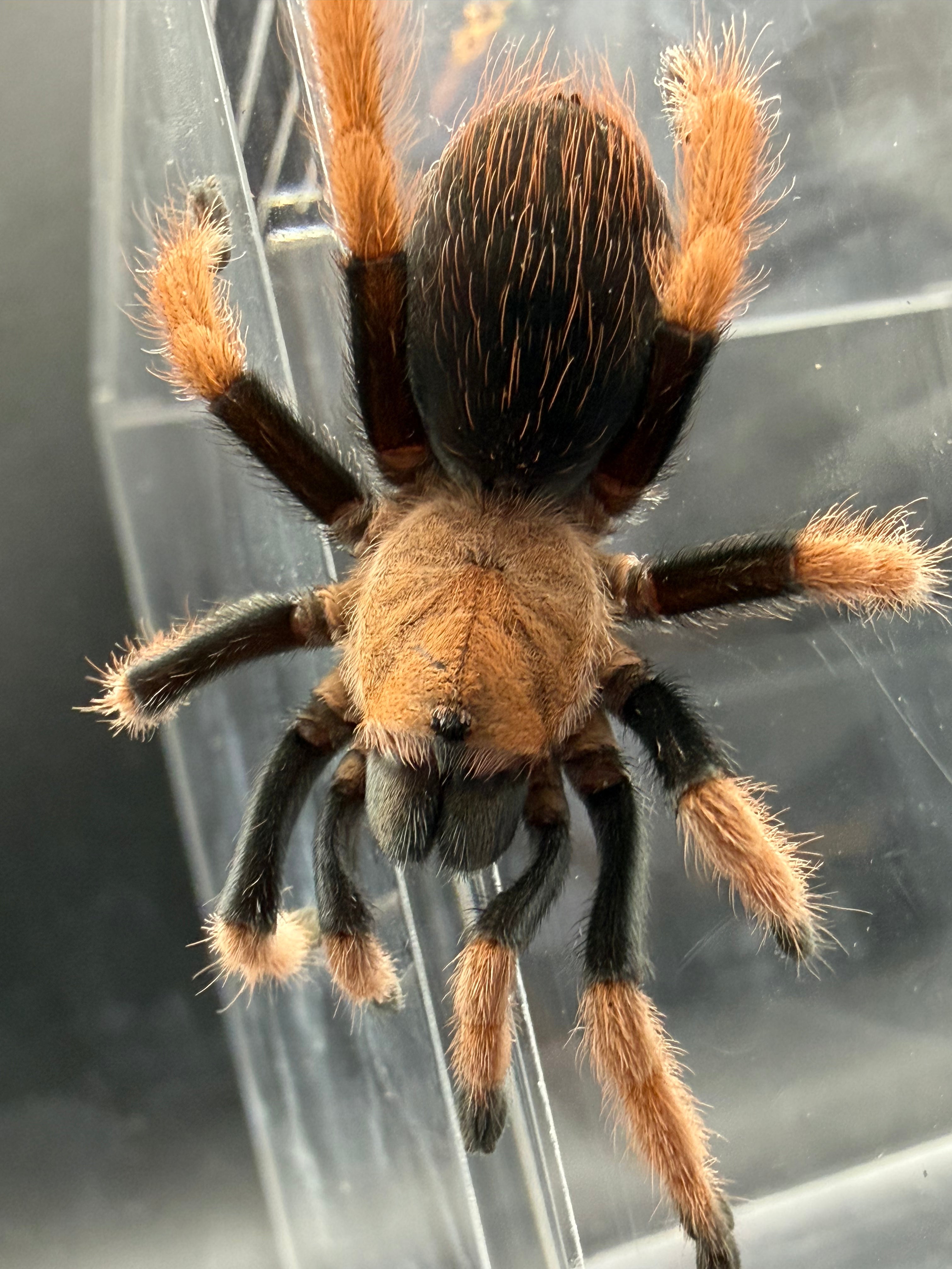 Mexican Bloodleg Tarantula (Aphonopelma bicoloratum) - 1.5-2" (Unsexed) photo 3