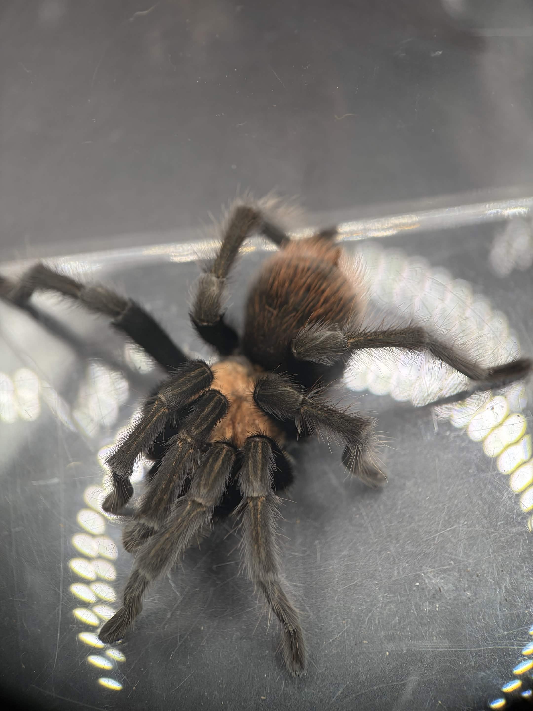 Arizona Blonde Tarantula (Aphonopelma chalcodes) - 3.5-6" leg span (Adult Male) photo 3