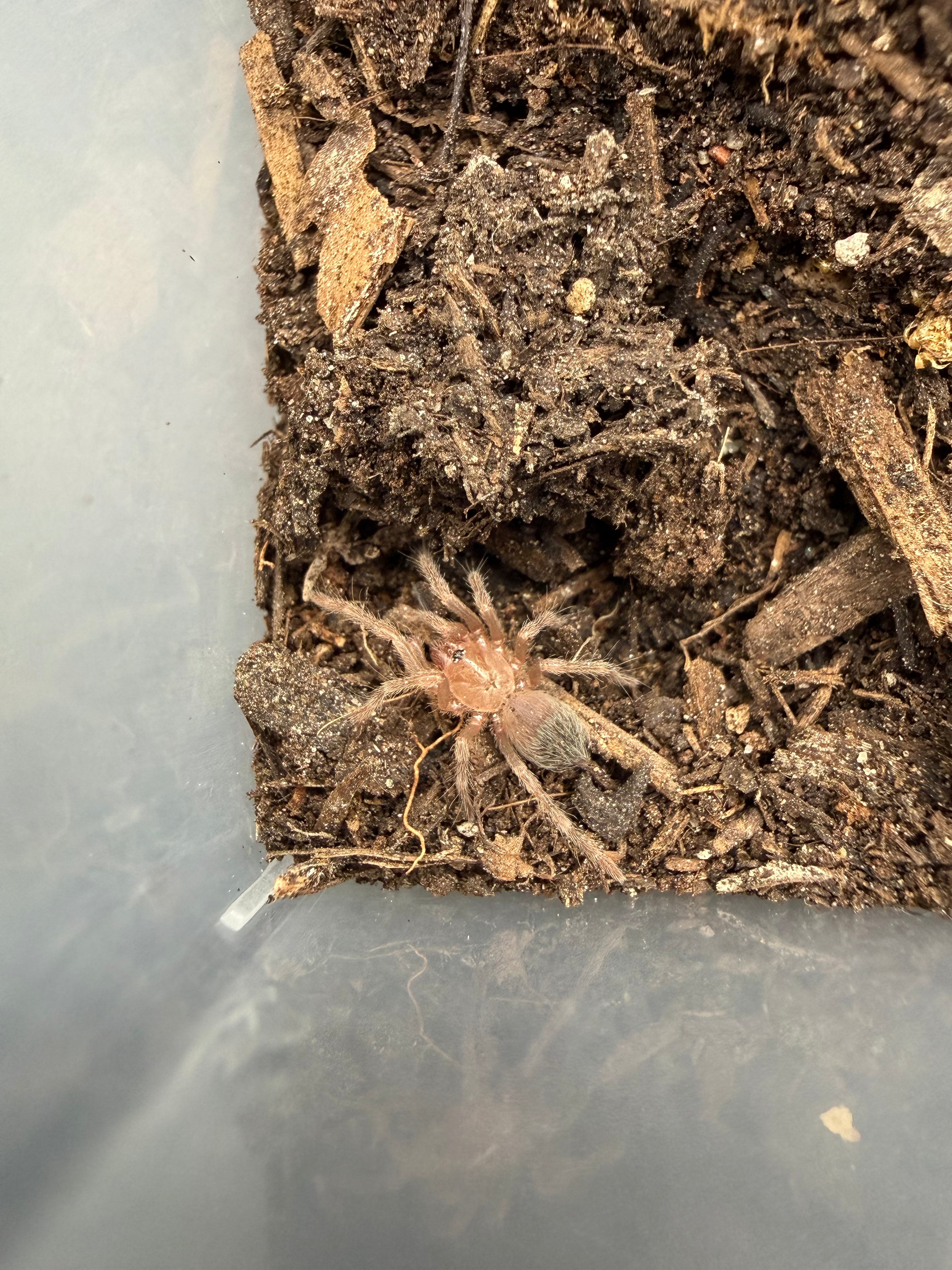Salmon Pink Bird Eater Tarantula (Lasiodora parahybana) - 0.5" (Sling)