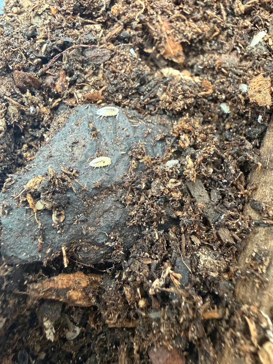 Dwarf White Isopods 10 Count (Trichorhina tomentosa) - 10 Count (Mixed Sizes, Unsexed) CB