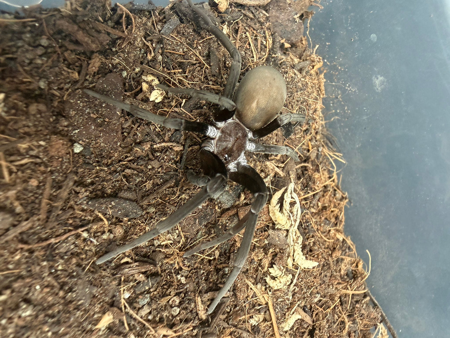 Black Hole Spider (Kukulcania hibernalis) - 2-3" leg span (Subadult/Adult, Unsexed) WC