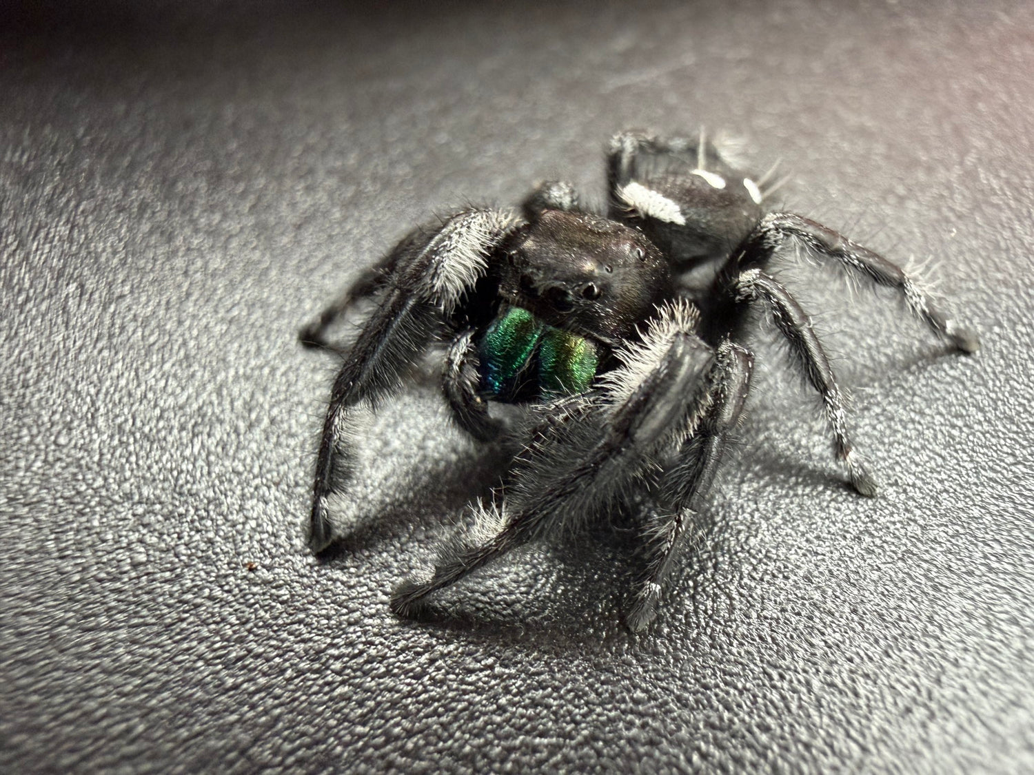 Regal Jumping Spider (Phidippus regius) 021 - 0.5-0.9" body (Juvenile/Adult) WC