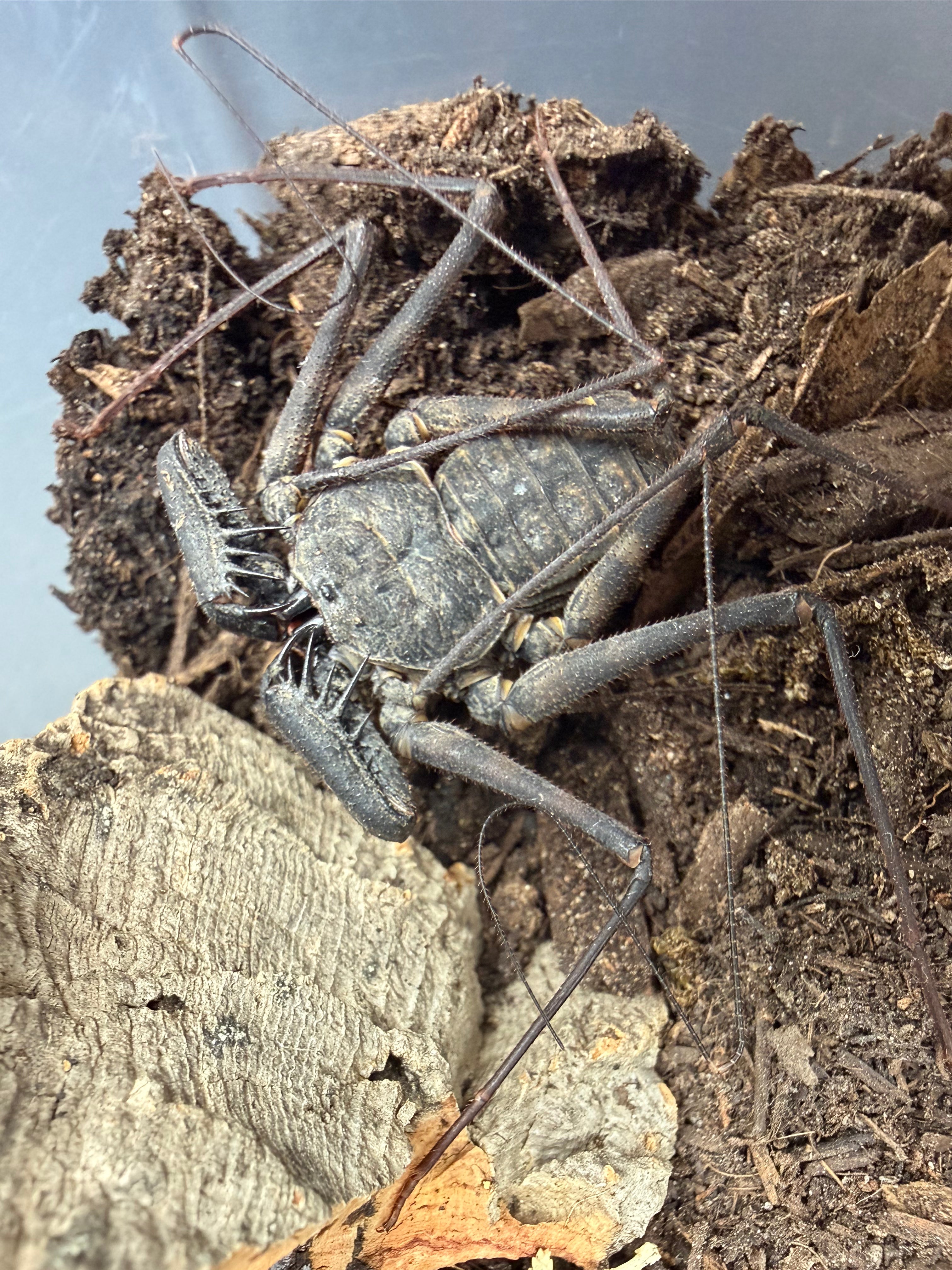 Central American Whipspider (Phrynus maesi) - 1/2-7/8" body (Mixed Sizes WC) photo 3