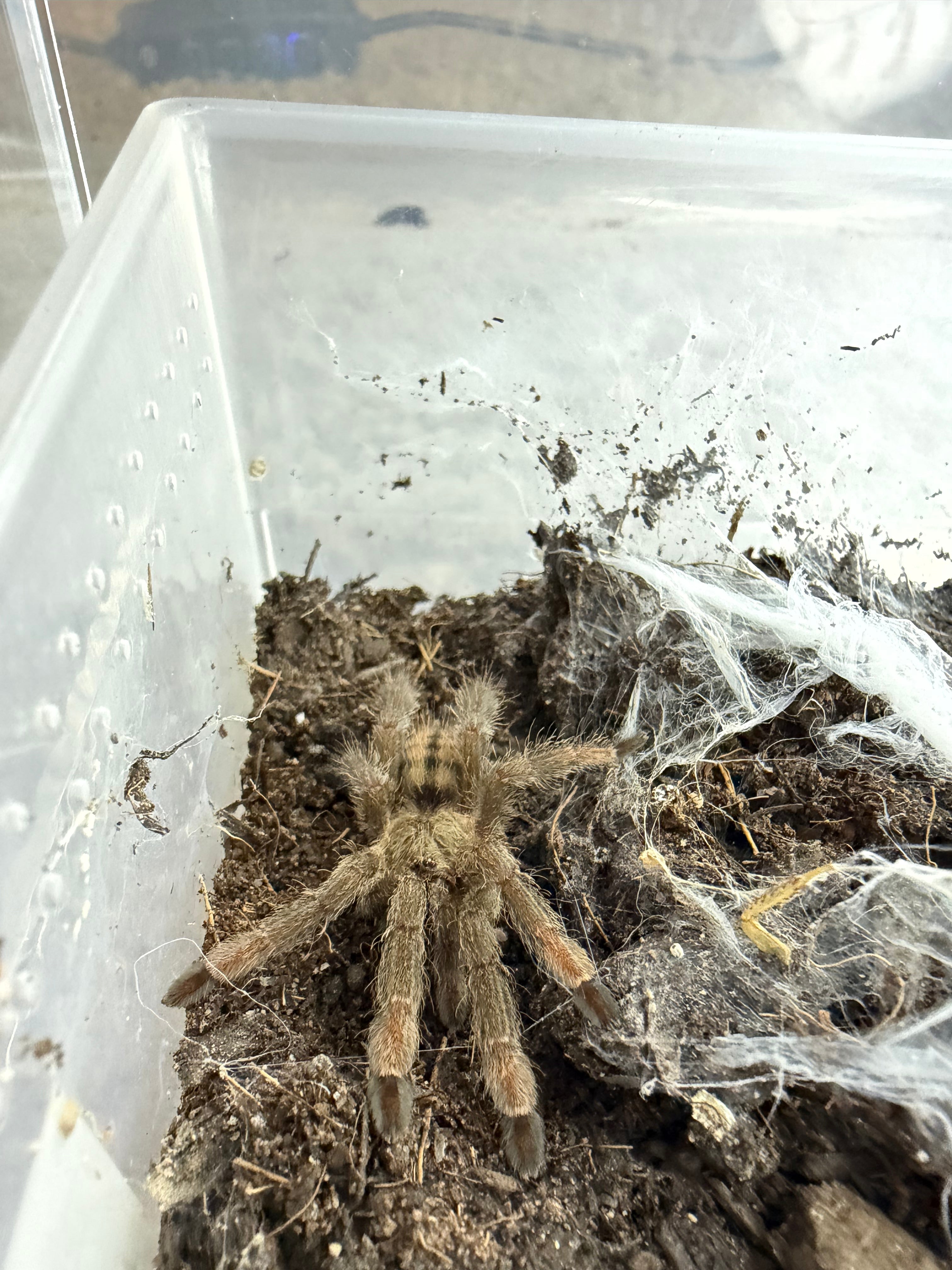Trinidad Chevron Tarantula (Psalmopoeus cambridgei) - 3/4-1” (Sling)