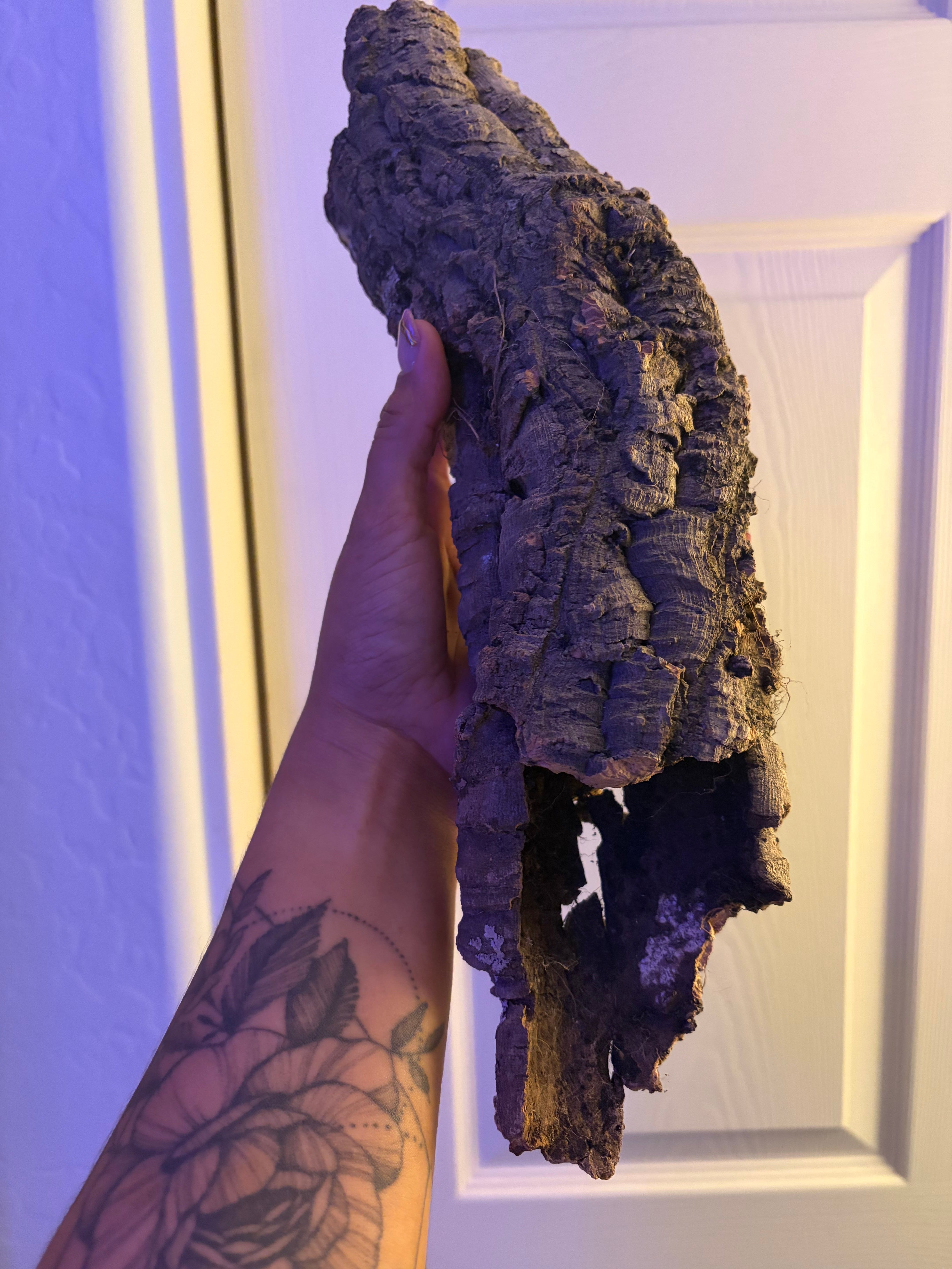 Cork Bark Tube - 2 in - 5 in diameter photo 3