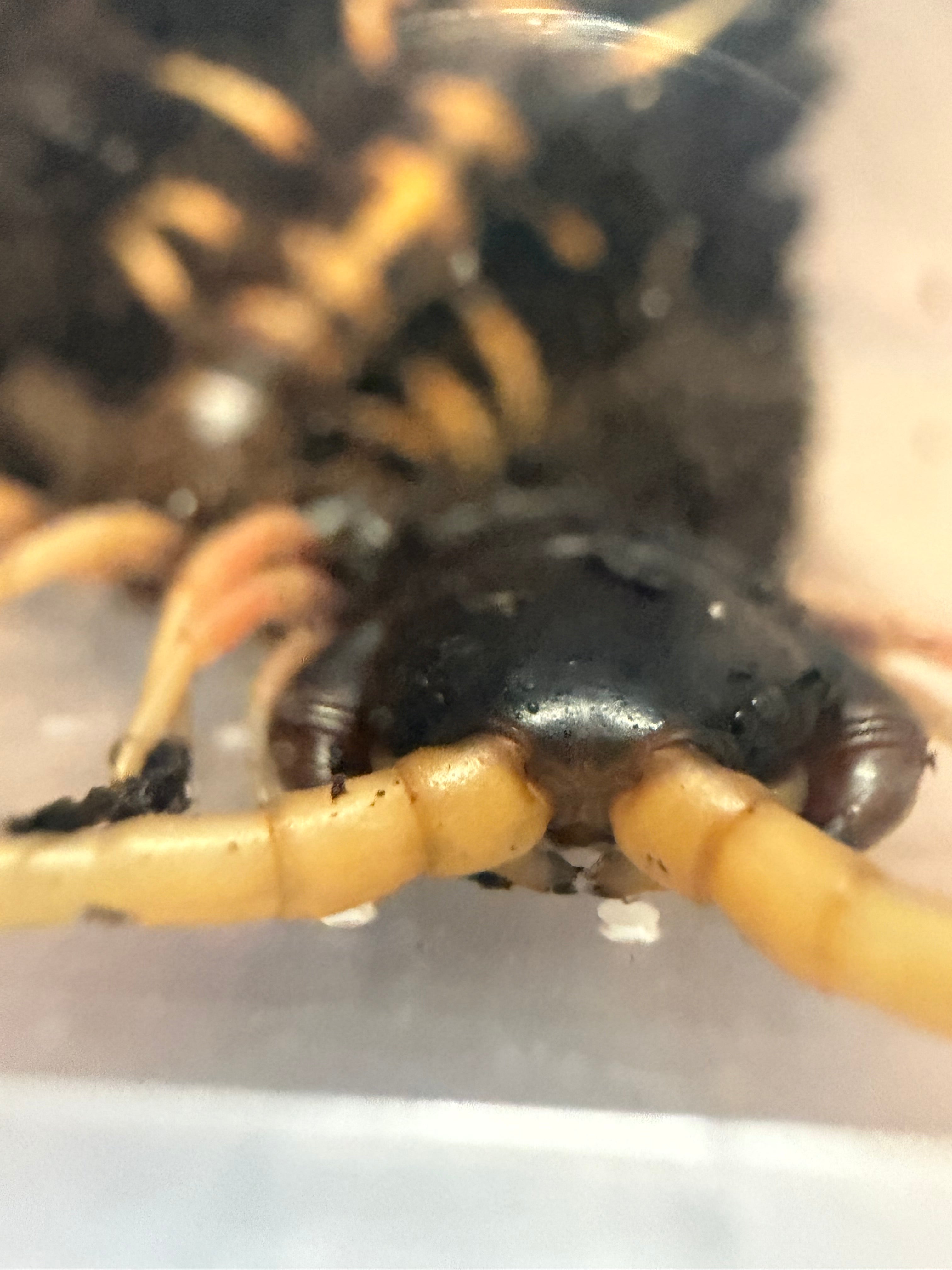 Lava Centipede (Scolopendra subspinipes 'Piceoflava') - 8-10" (Adult WC) photo 2