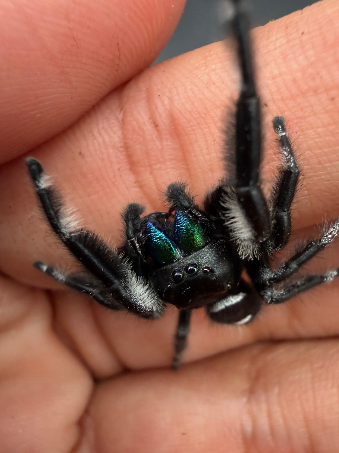 Regal Jumping Spider (Phidippus regius) 020 - 0.5-0.9" body (Juvenile/Adult) WC photo 2