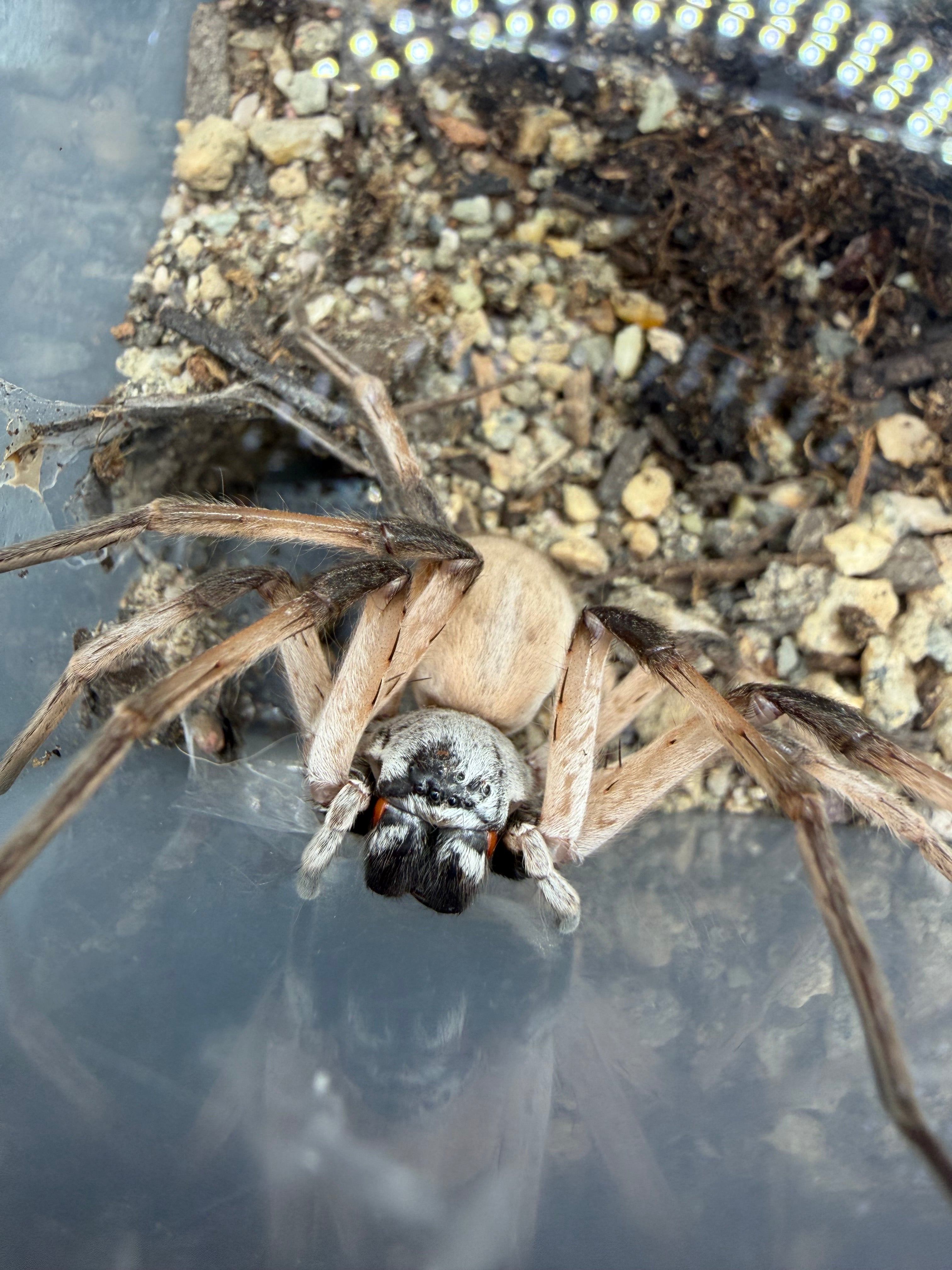 White Desert Huntsman Spider (Cerbalus aravaensis) - 2-3" legspan (Juvenile WC)