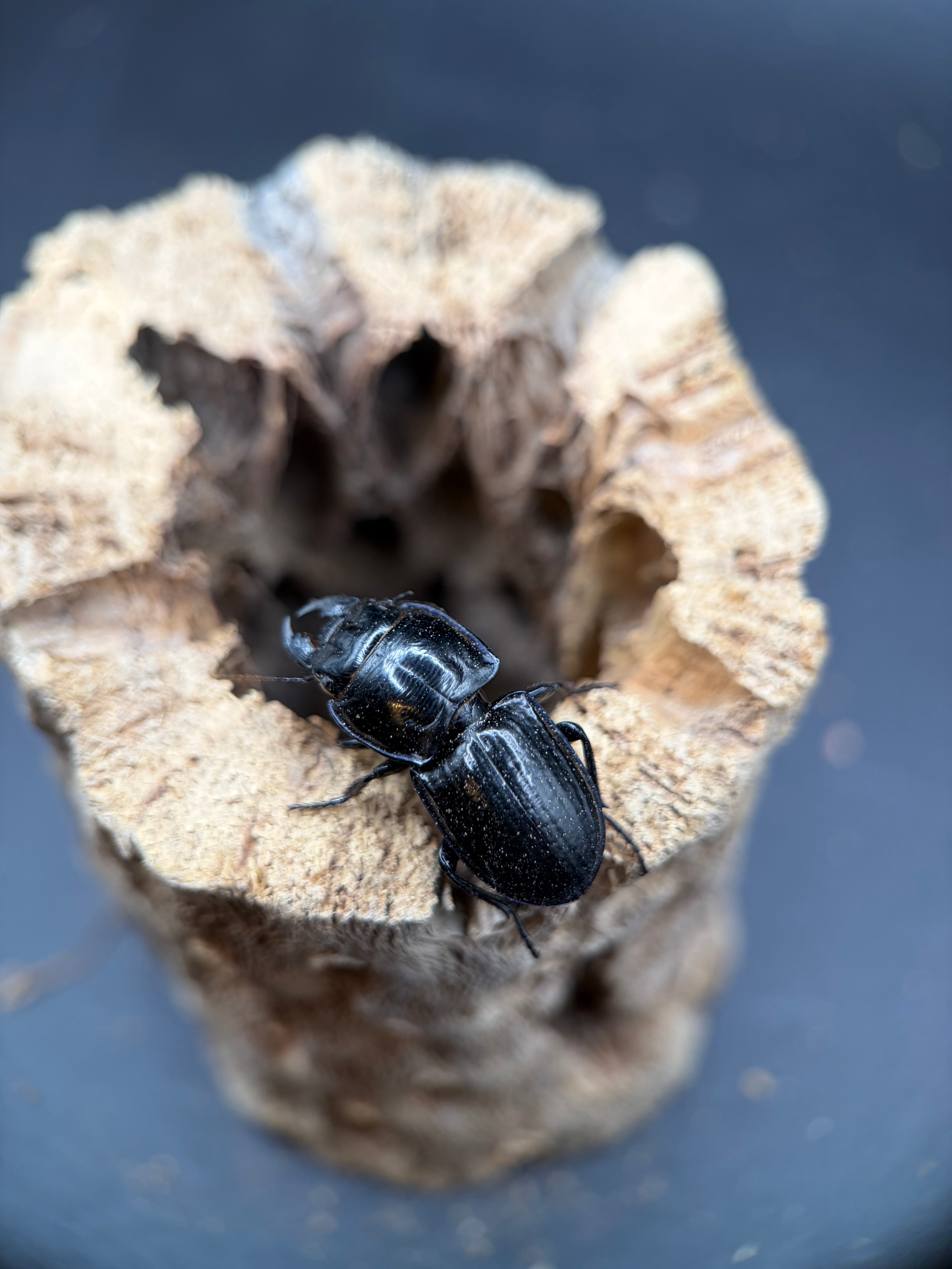 Blue Side Warrior Beetle (Pasimachus subsulcatus) - 1-1.25" (Adult WC) photo 2