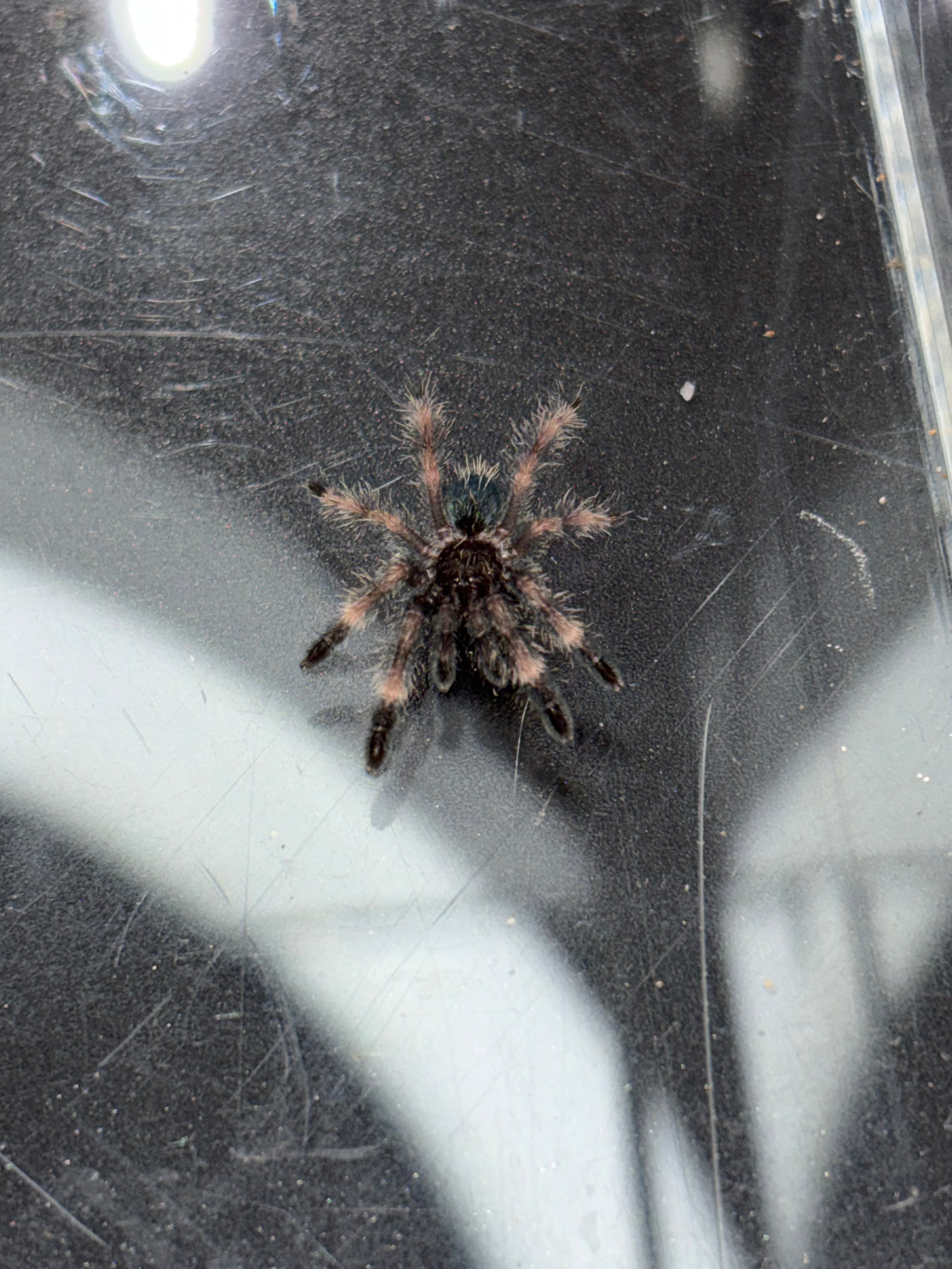 Darth Maul Tarantula (Psalmopoeus victori) - 3/4-1.25" (Sling)
