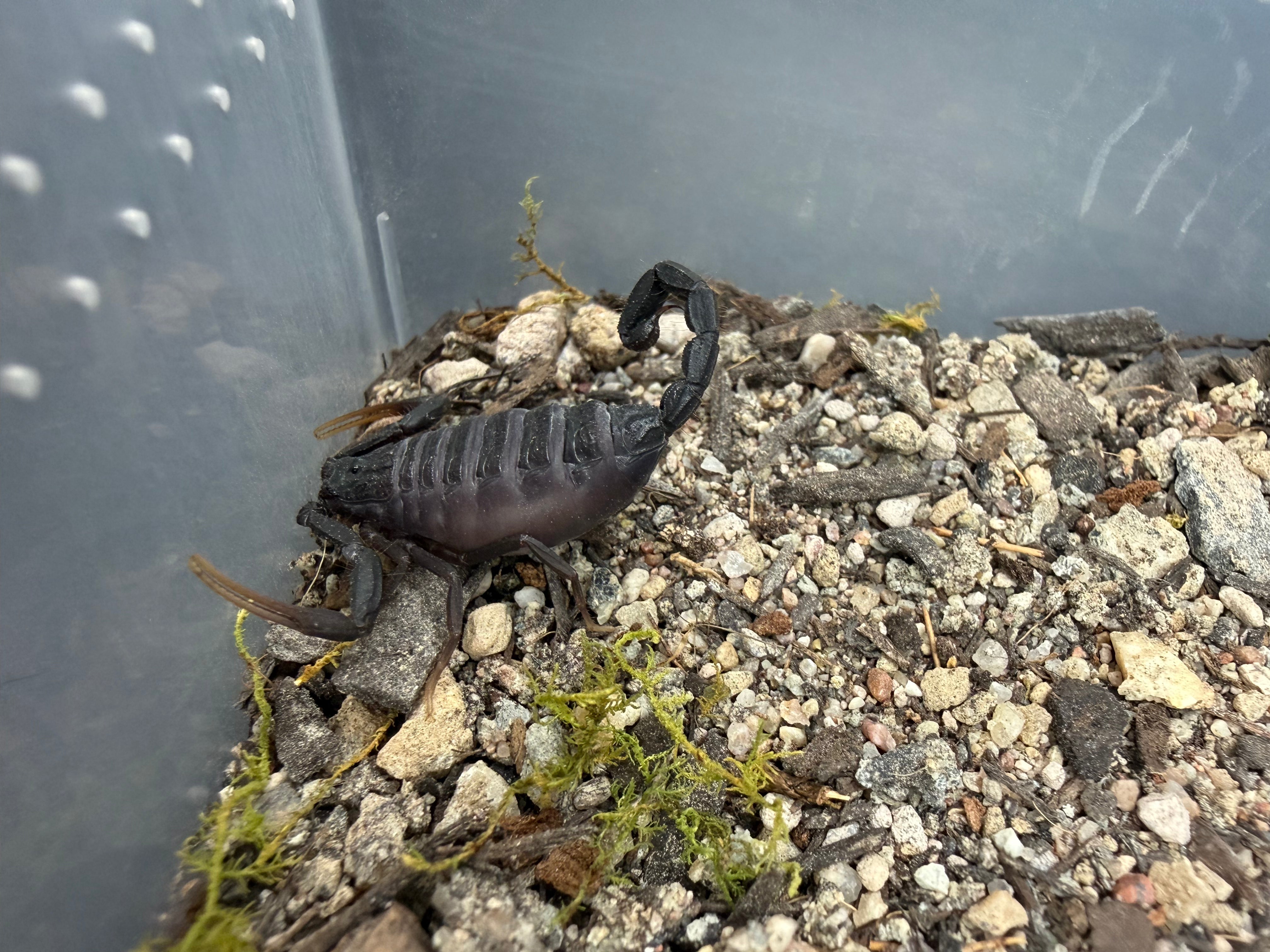 Central Morocco Scorpion (Hottentotta gentili) - 0.75-1" (Juvenile) photo 2