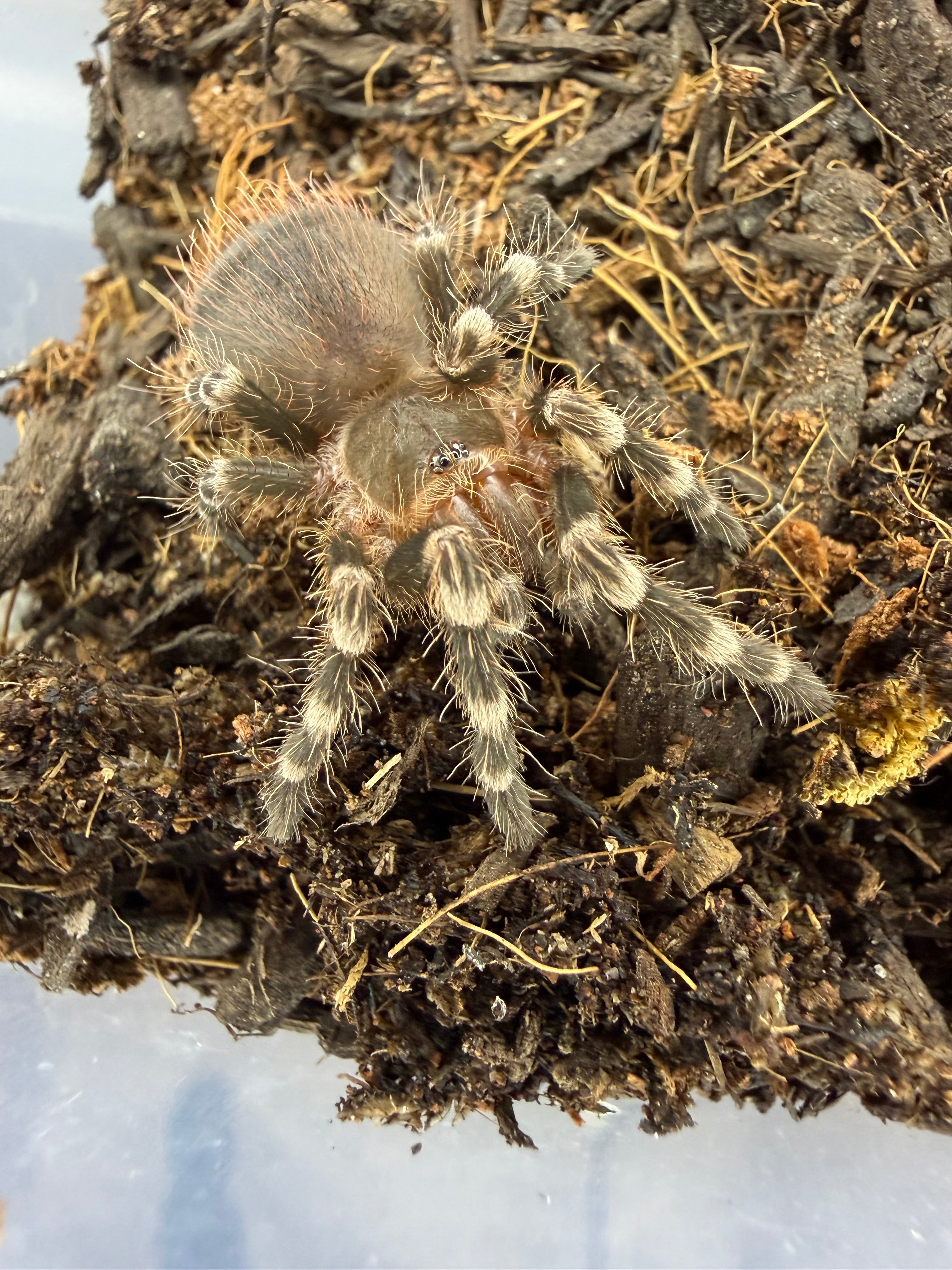 Brazilian White Knee Tarantula (Acanthoscurria geniculata) - 3-3.5" (Unsexed) photo 2