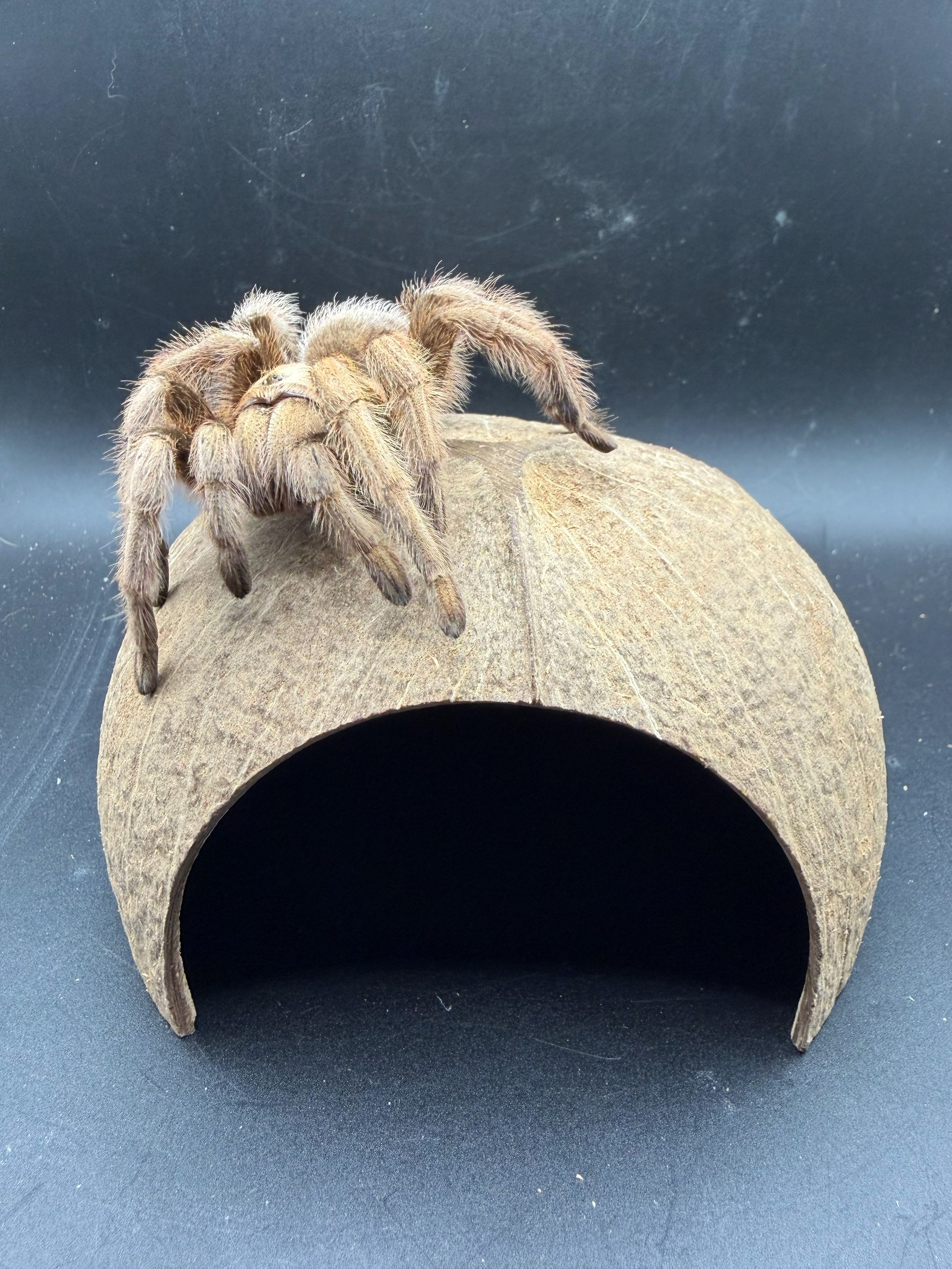 Coconut Hide