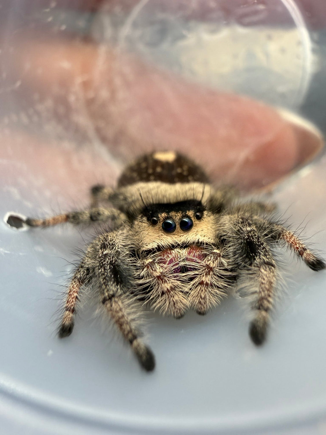 Regal Jumping Spider (Phidippus regius) 025 - 0.5-0.9" body (Juvenile/Adult) WC