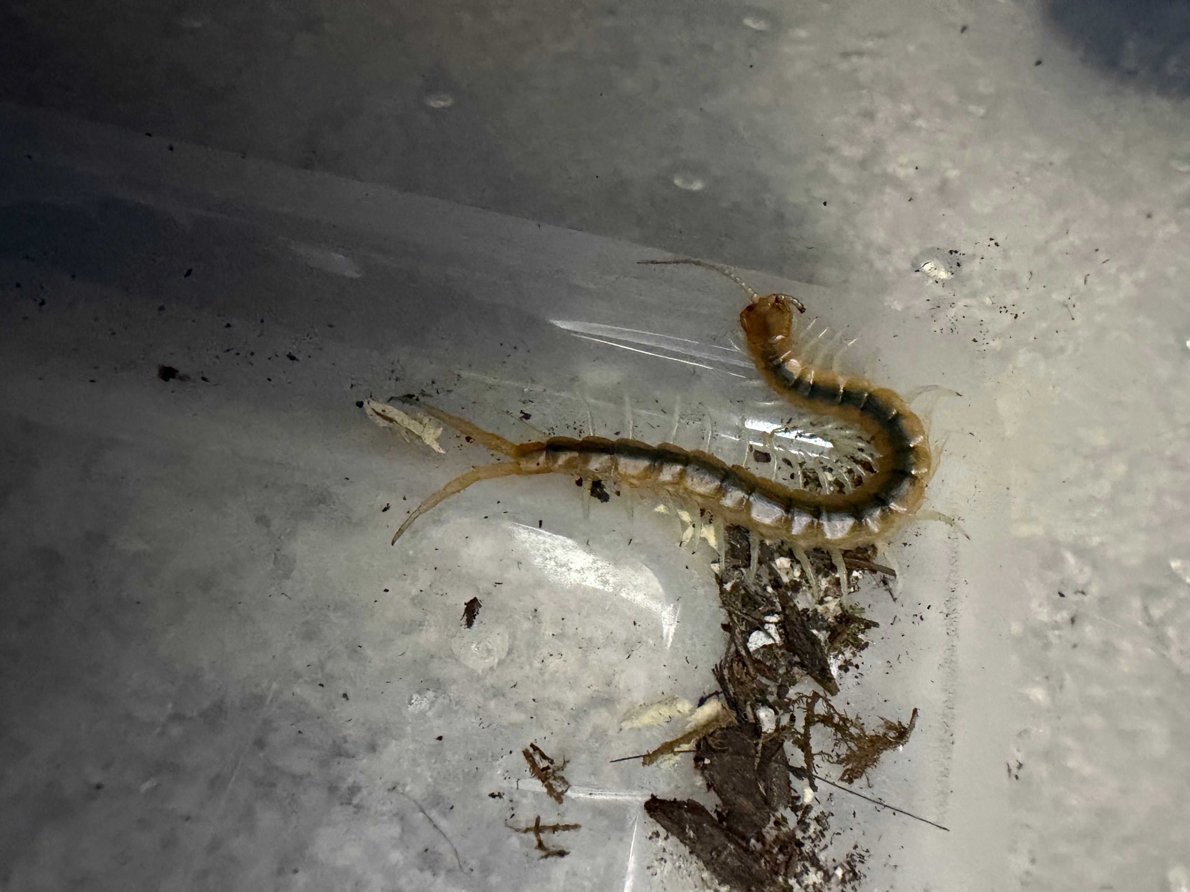 Florida Blueleg Centipede (Scolopendra viridis) - 2-3" (Unsexed) photo 2
