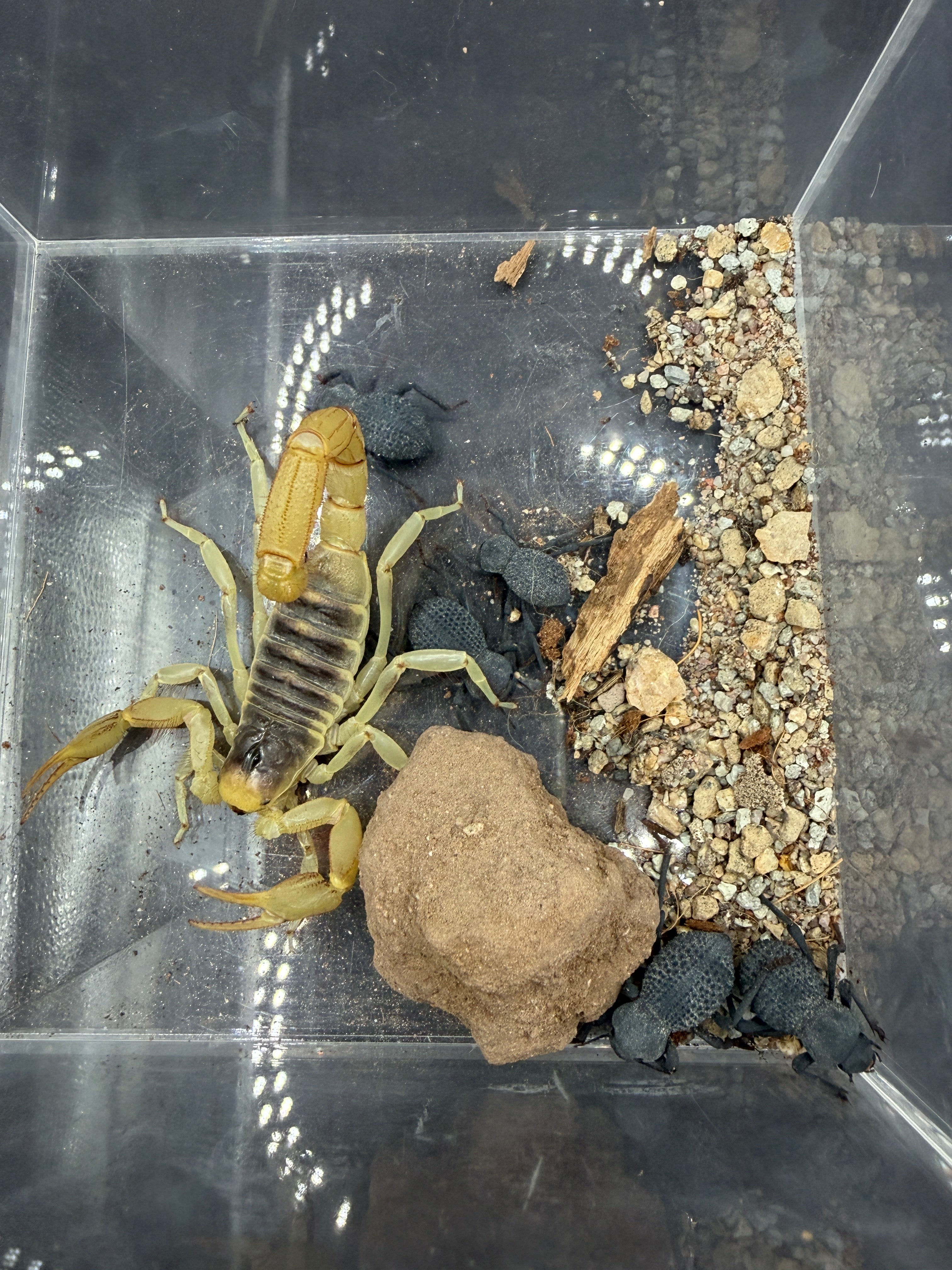 Giant Desert Hairy Scorpion + 5 Blue Death Feigning Beetles - Desert Pack - 1 Scorpion (4-7" WC) + 5 Beetles (1" WC) photo 3