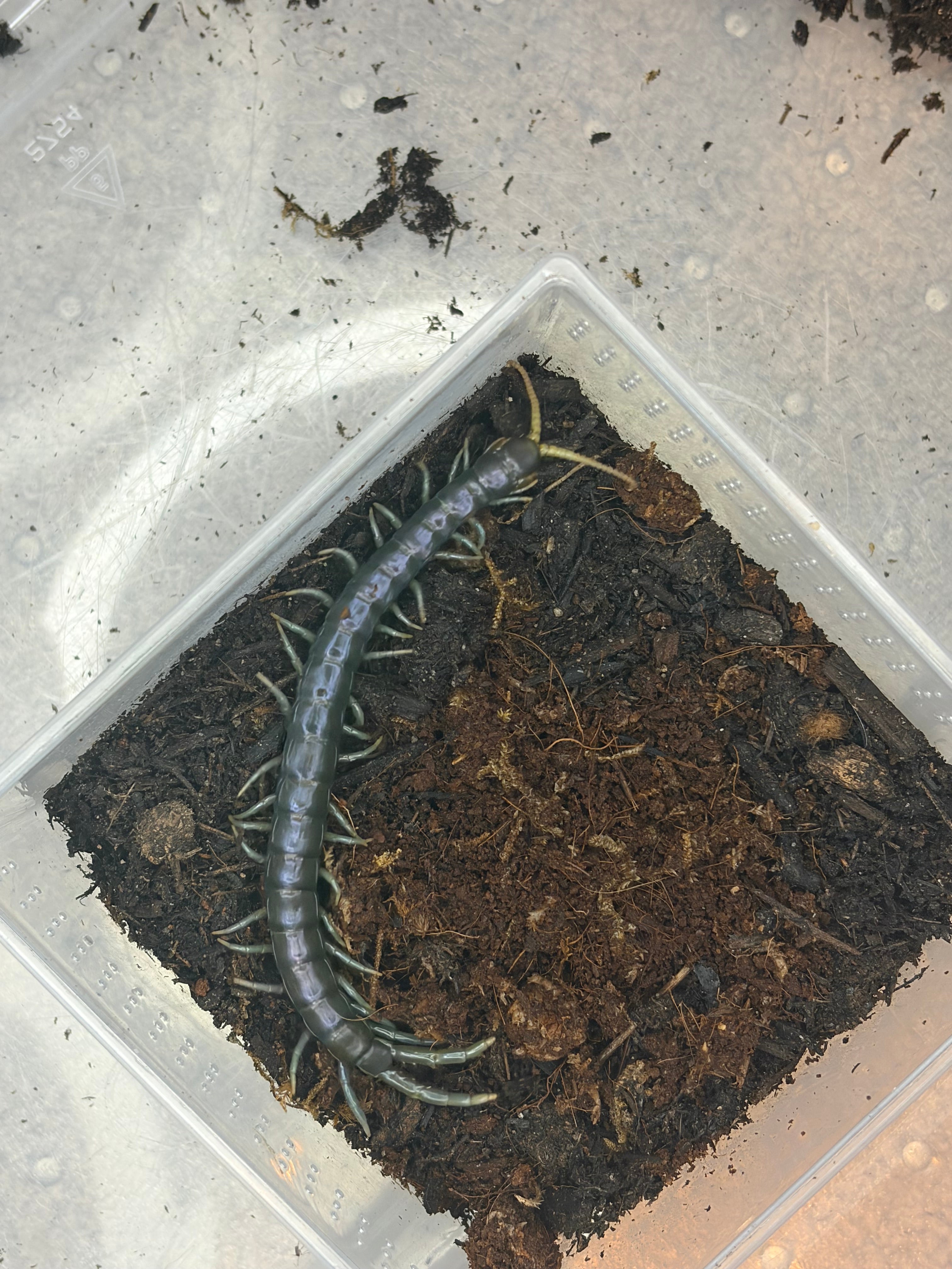 Borneo Blue Centipede (Ethmostigmus sp. 'Borneo Blue') - WC 4-6"