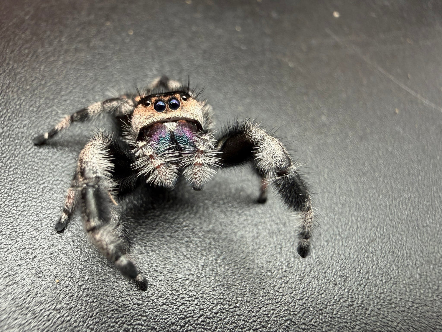 Regal Jumping Spider (Phidippus regius) 014 - 0.5-0.9" body (Juvenile/Adult) WC