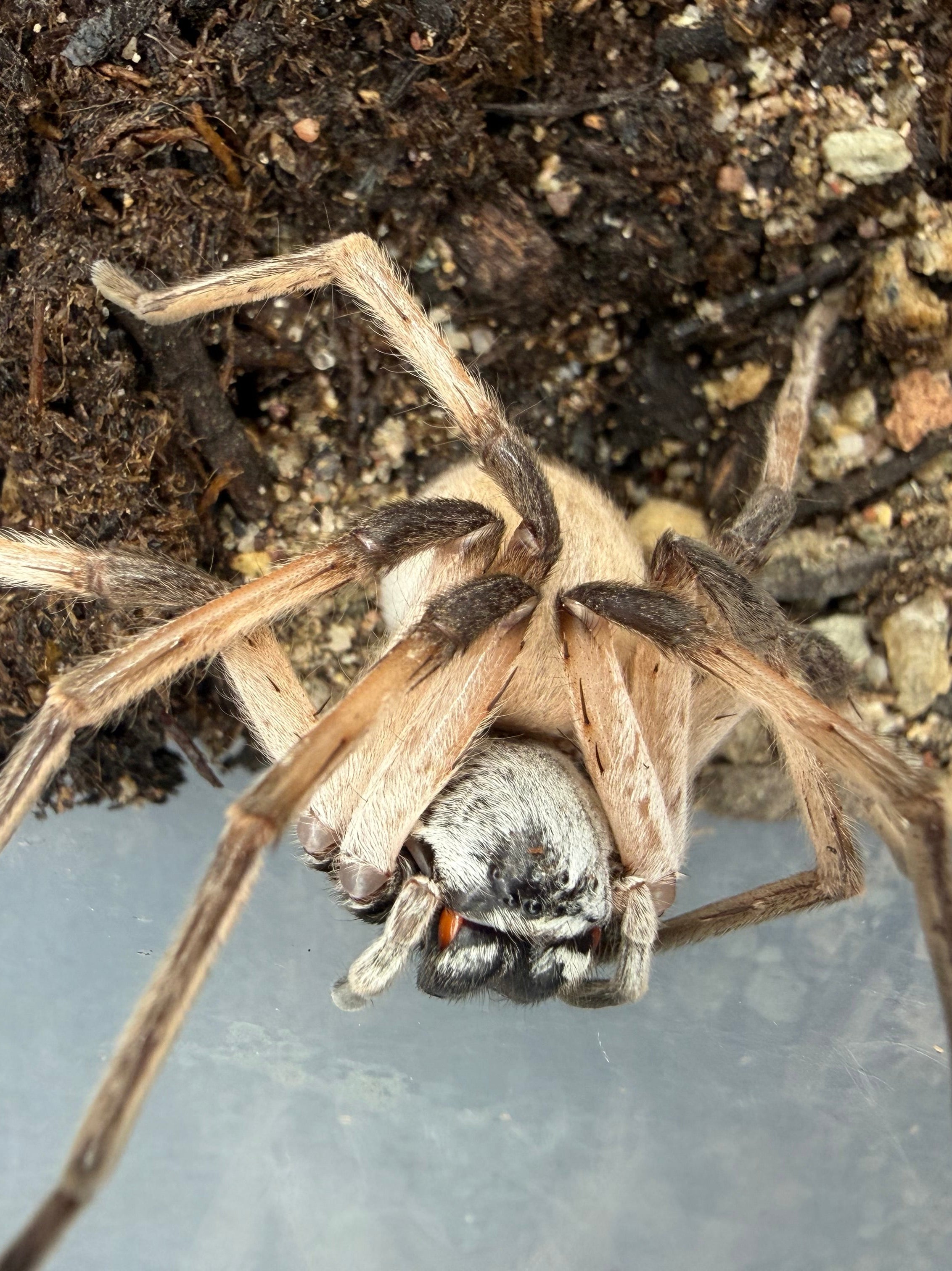 White Desert Huntsman Spider (Cerbalus aravaensis) - 2-3" legspan (Juvenile WC) photo 2