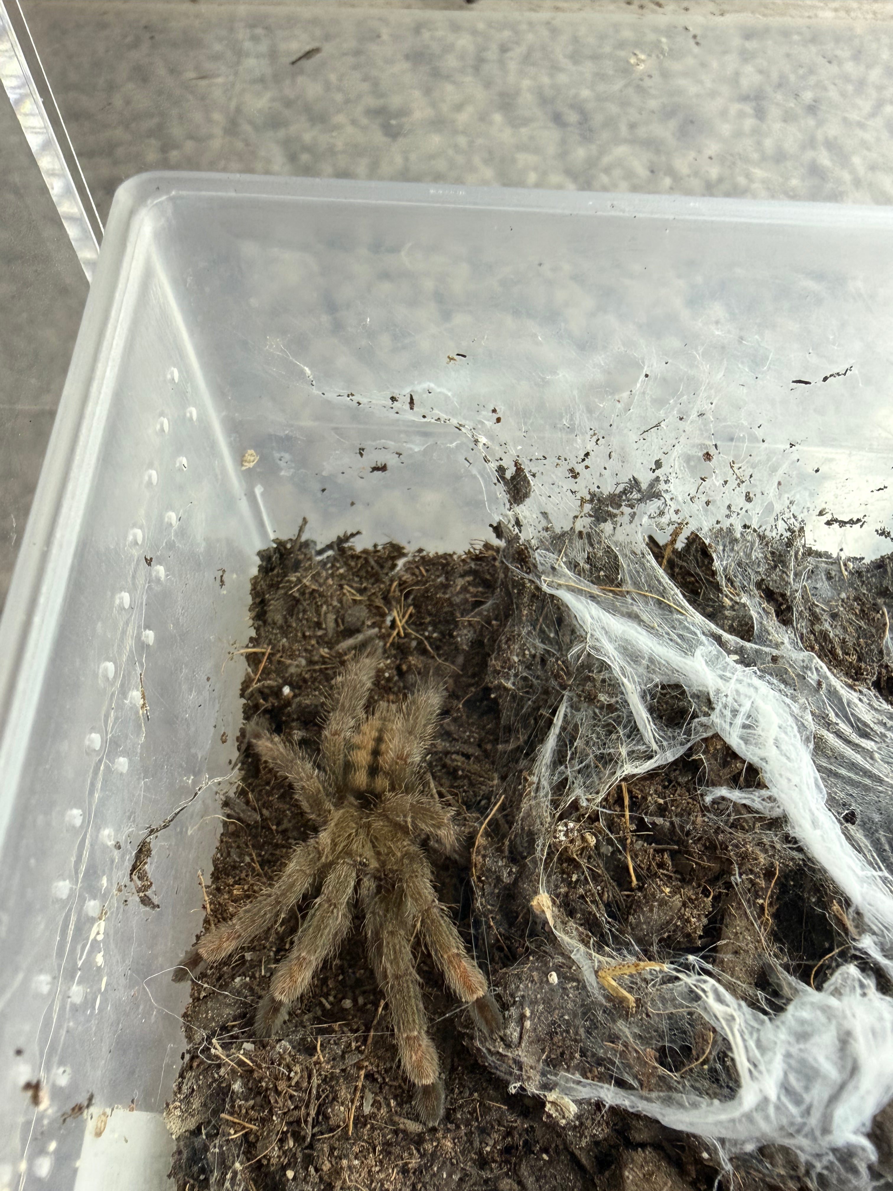 Trinidad Chevron Tarantula (Psalmopoeus cambridgei) - 3/4-1” (Sling) photo 2