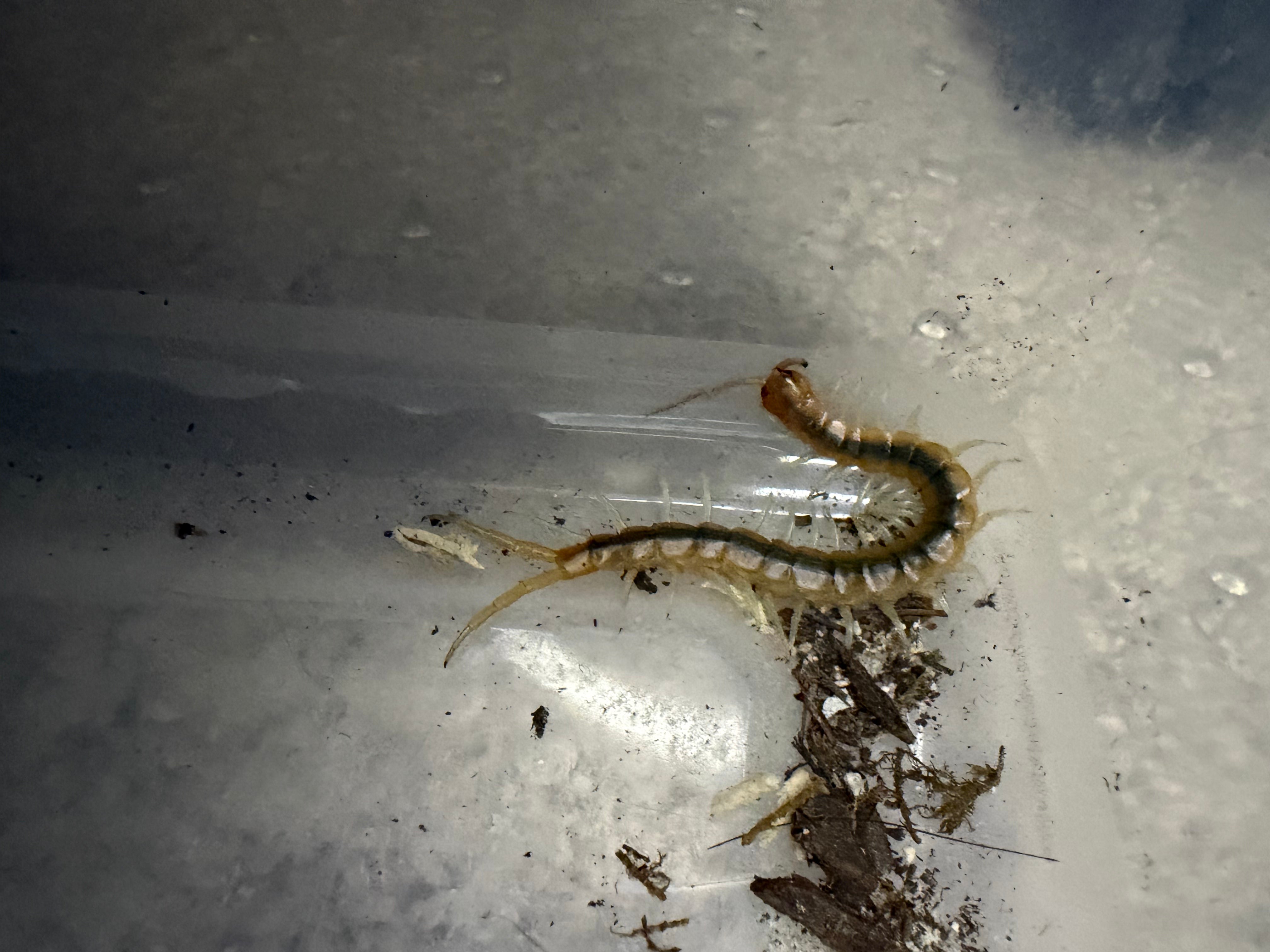 Florida Blueleg Centipede (Scolopendra viridis) - 2-3" (Unsexed)