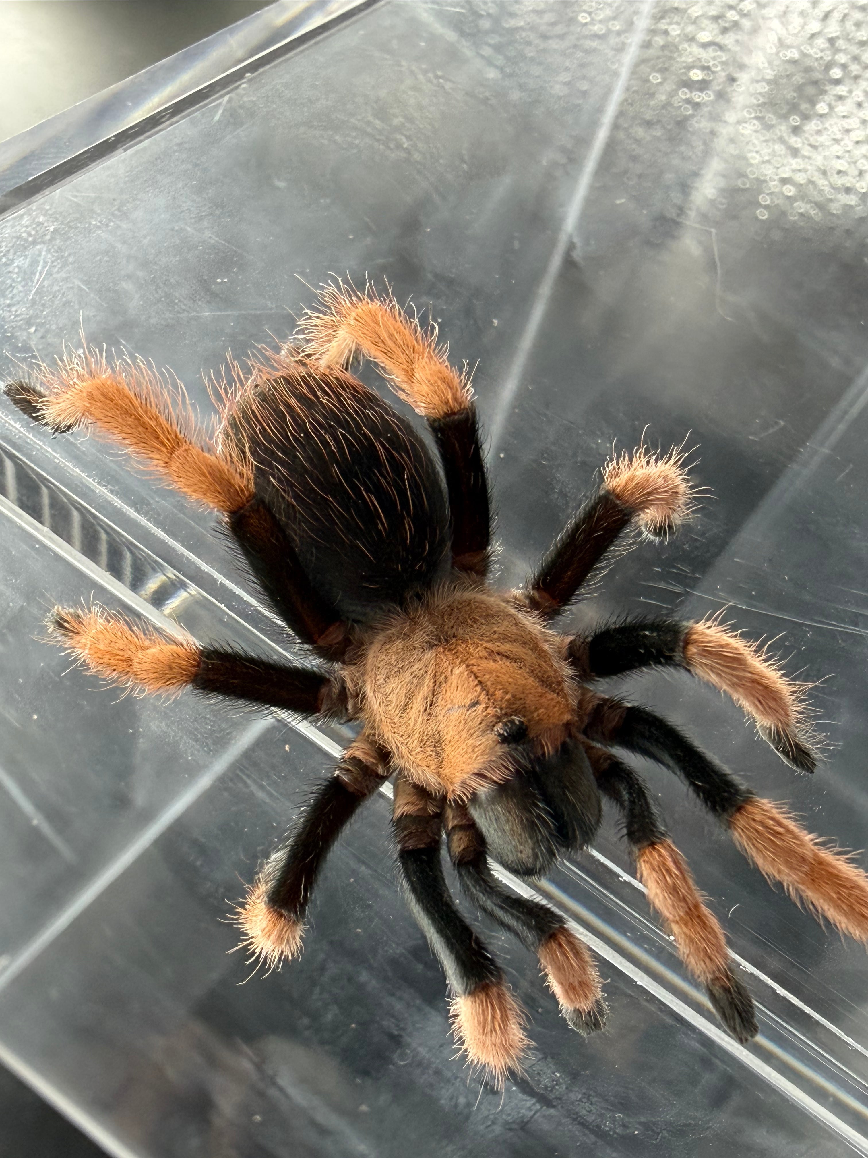 Mexican Bloodleg Tarantula (Aphonopelma bicoloratum) - 1.5-2" (Unsexed) photo 2
