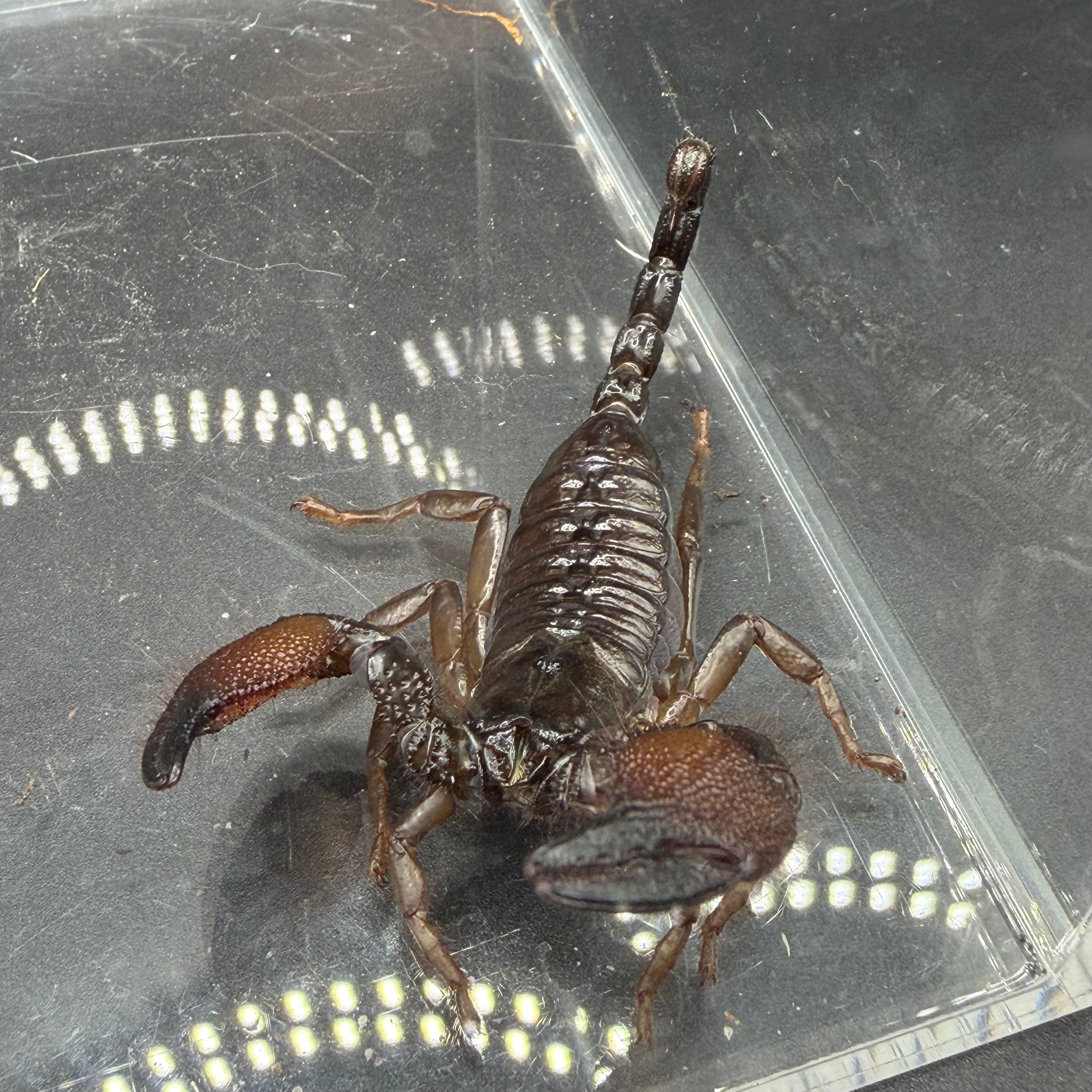 Gold Claw Scorpion (Pandinurus exitialis) - 2-3" (Juvenile/Semi-Adult CB) photo 2