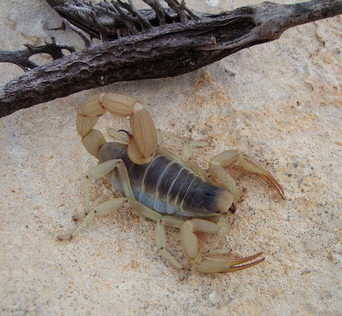 Giant Desert Hairy Scorpion (Hadrurus arizonensis) - 4-7" (Subadult/Adult WC) photo 3