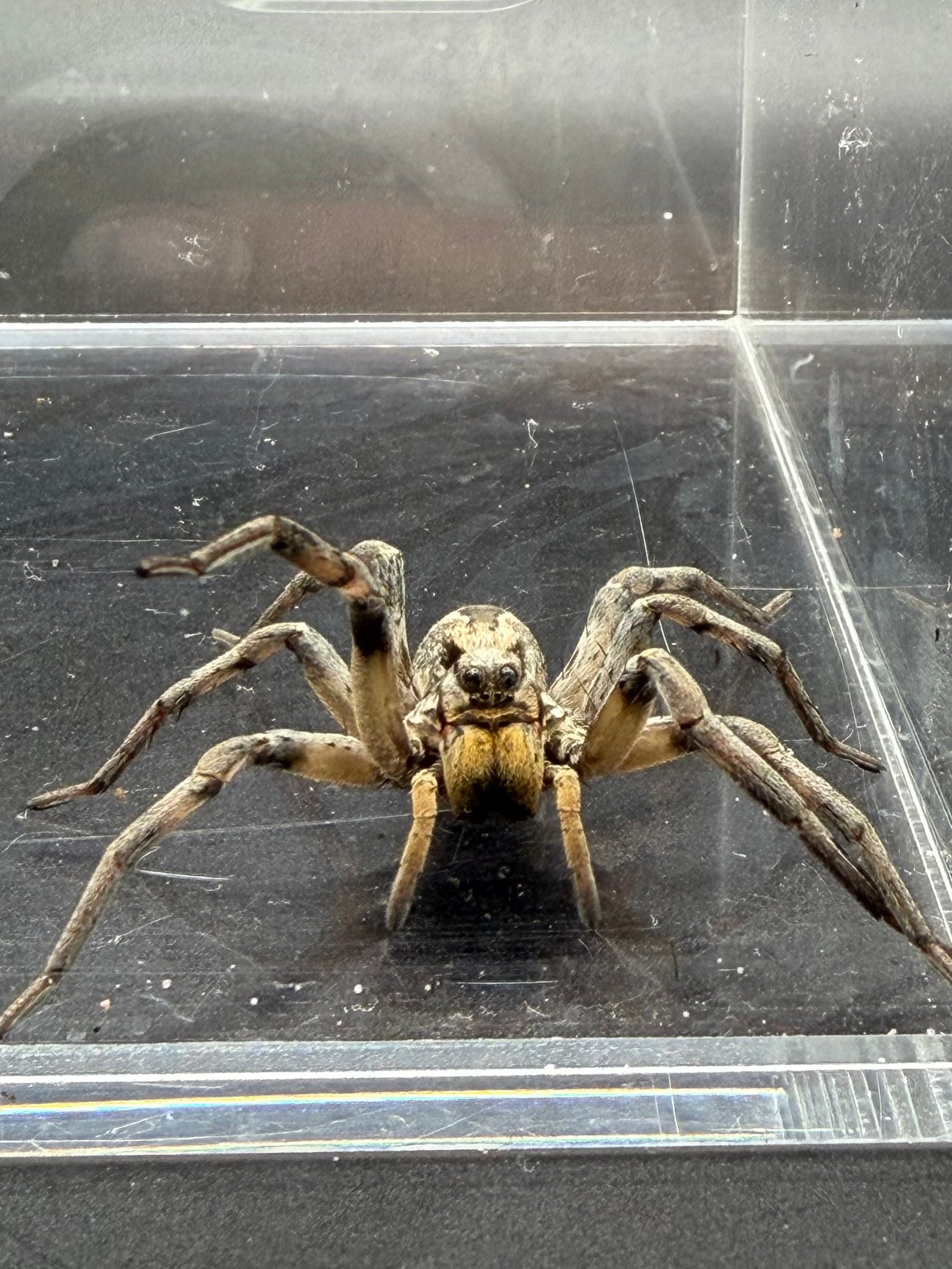 Carolina Wolf Spider (Hogna carolinensis) - CB 1/8-1/4"