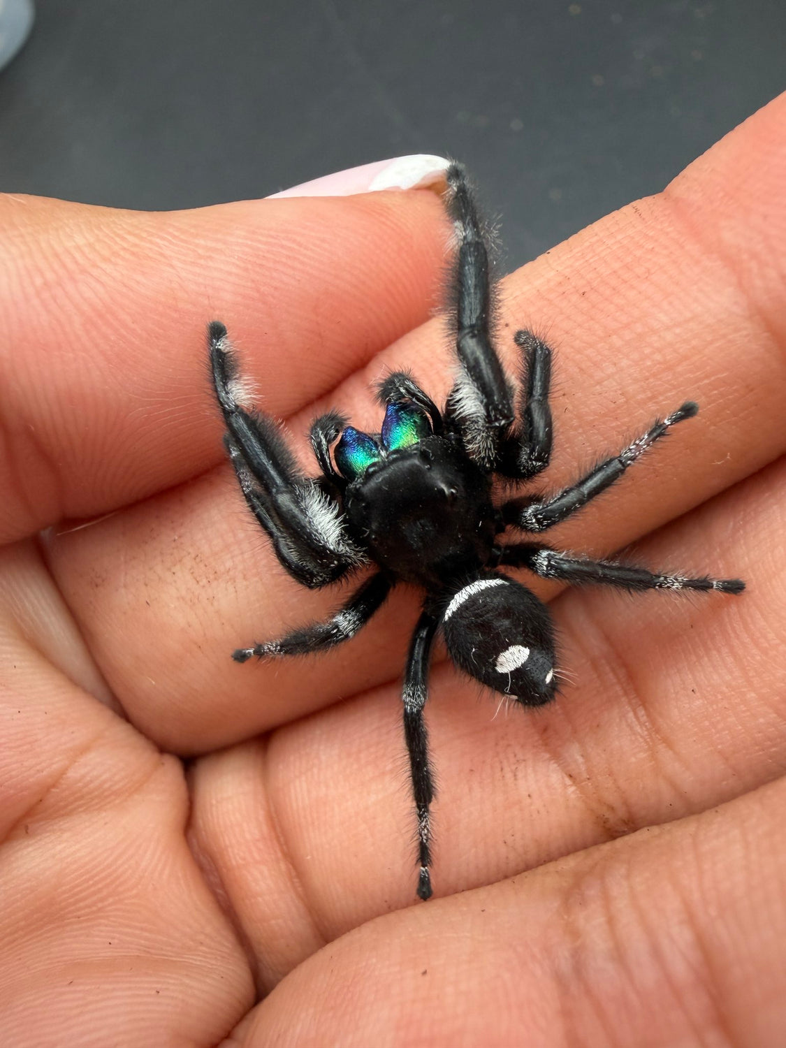 Regal Jumping Spider (Phidippus regius) 020 - 0.5-0.9" body (Juvenile/Adult) WC