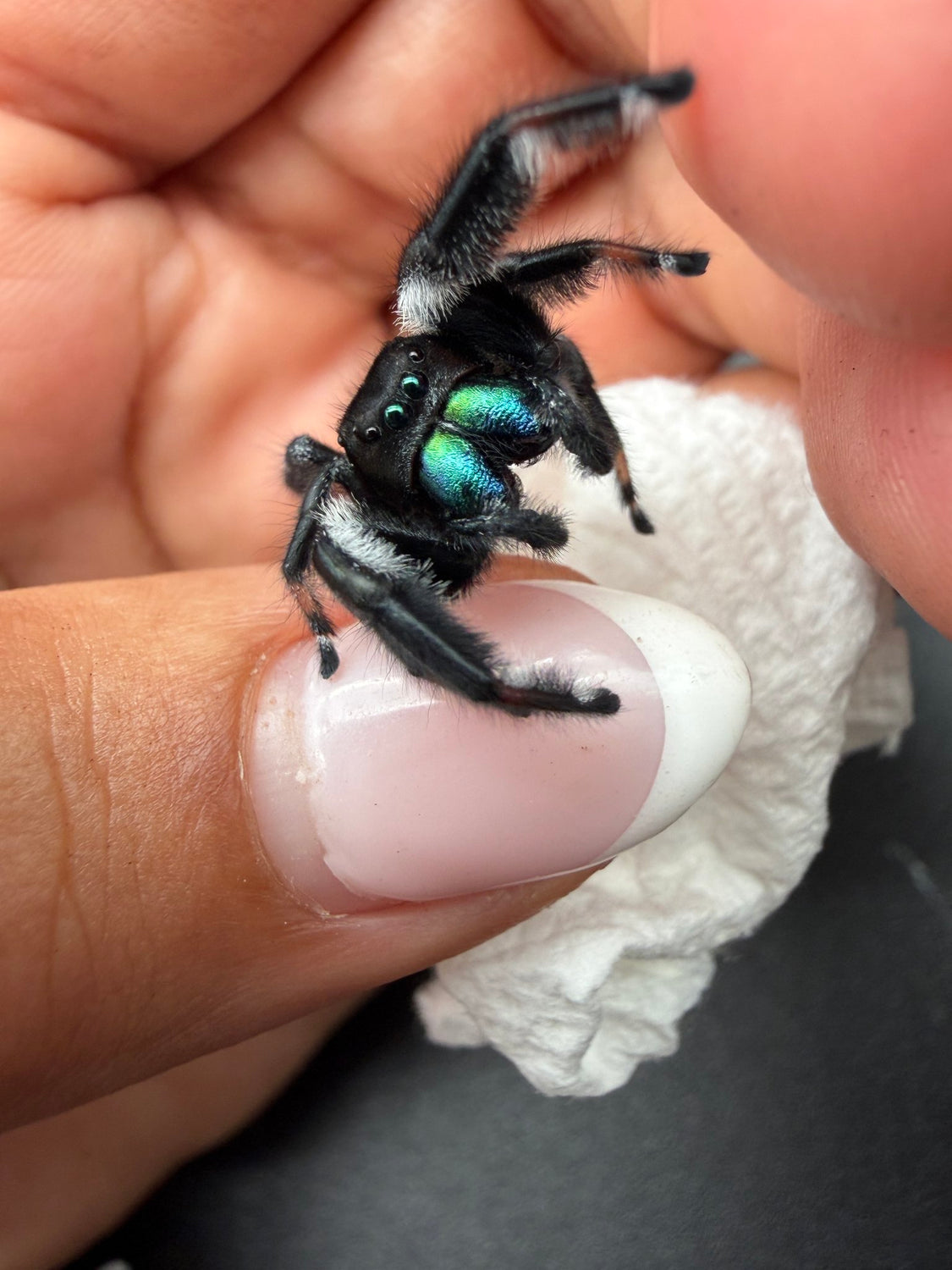 Regal Jumping Spider (Phidippus regius) 023 - 0.5-0.9" body (Juvenile/Adult) WC photo 2