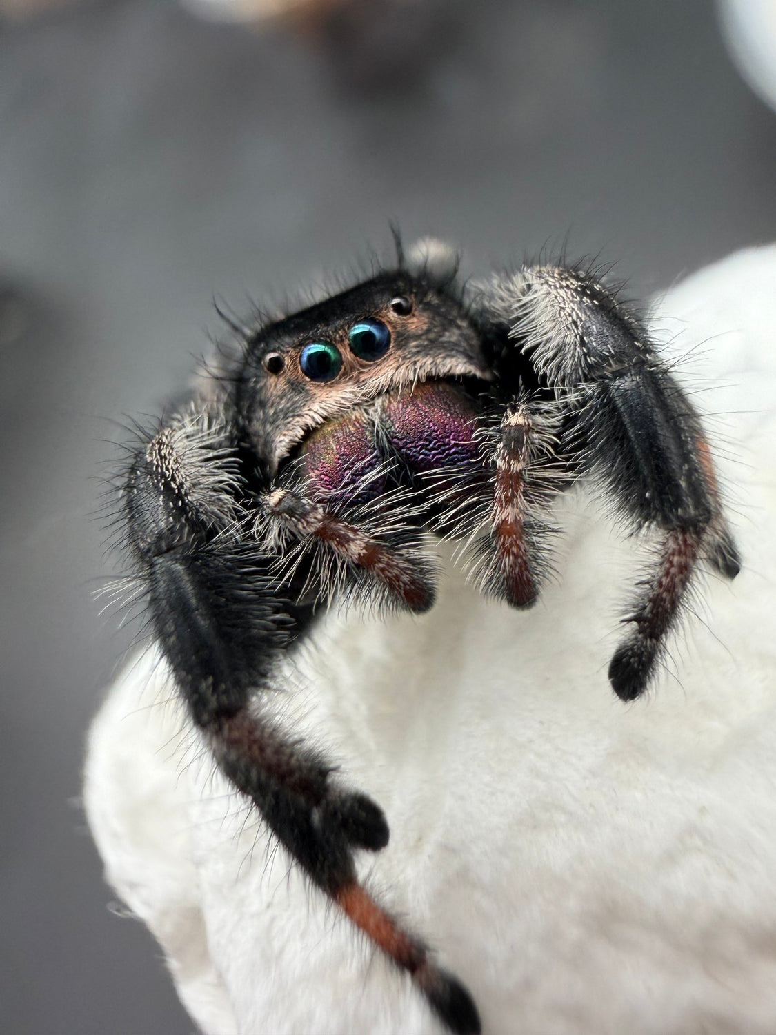 Regal Jumping Spider (Phidippus regius) 029 - 0.5-0.9" body (Juvenile/Adult) WC