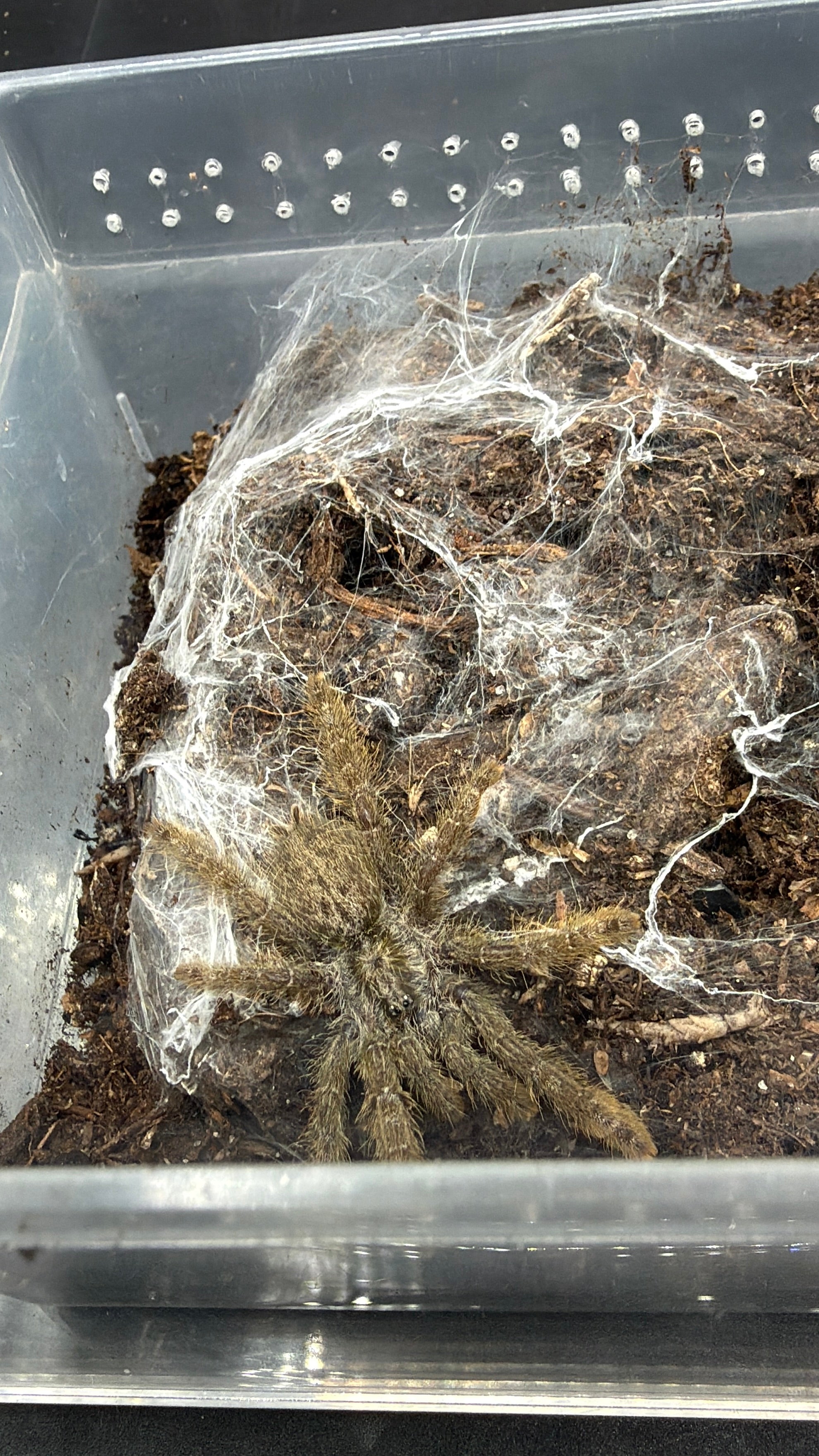 Ornamental Baboon Tarantula (Heteroscodra maculata) - 1-3" (Juvenile)