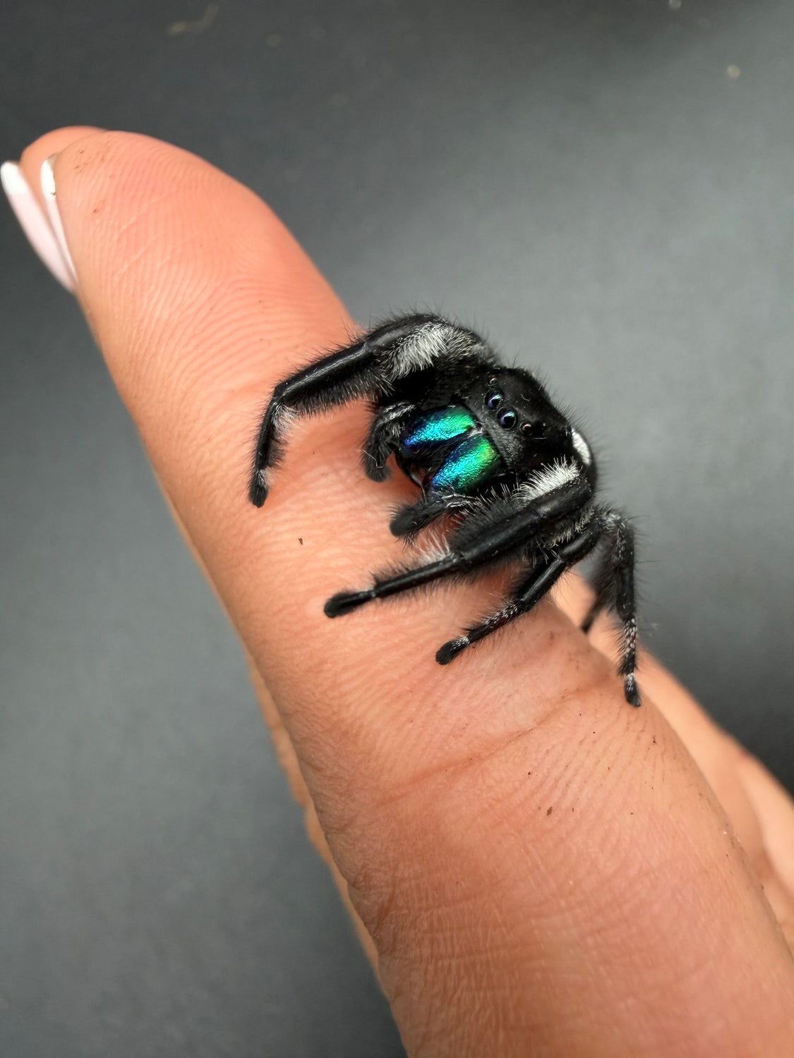 Regal Jumping Spider (Phidippus regius) 020 - 0.5-0.9" body (Juvenile/Adult) WC photo 3