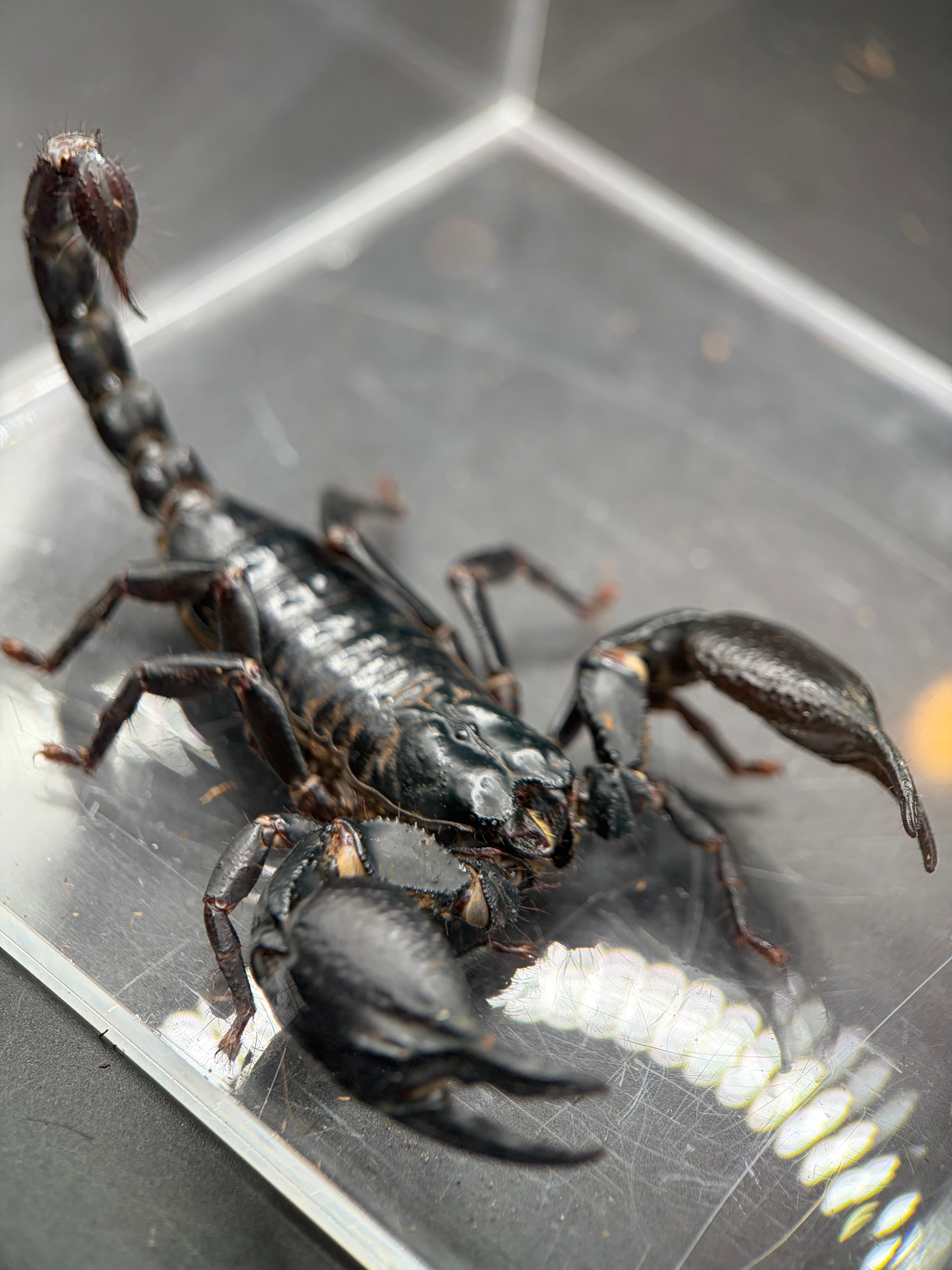 Vietnamese Asian Forest Scorpion (Heterometrus silenus) - 4-5" (Adult WC)