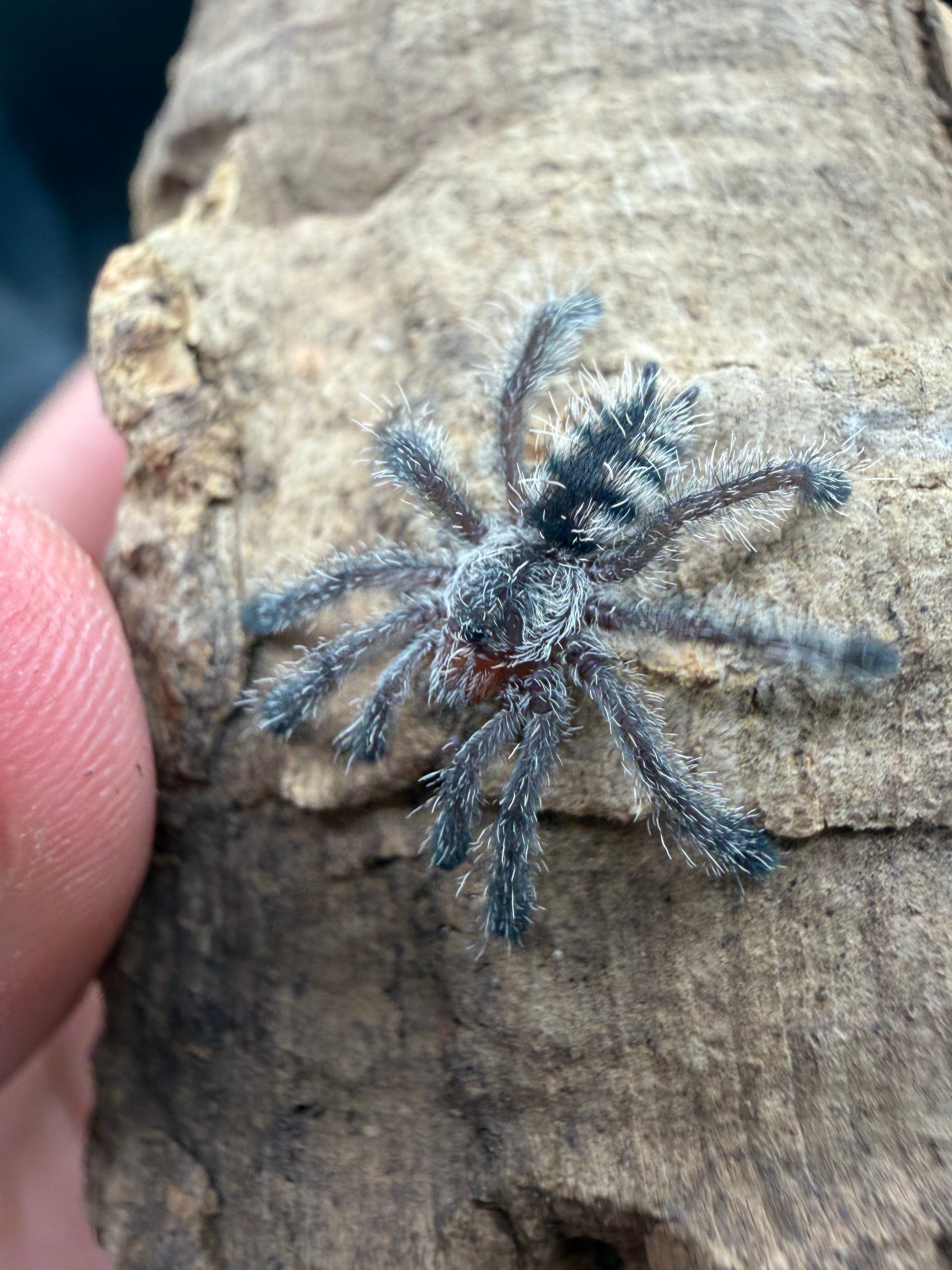 Purple Pink Toe Tarantula (Avicularia purpurea) - 0.5-0.75" (Sling) photo 2