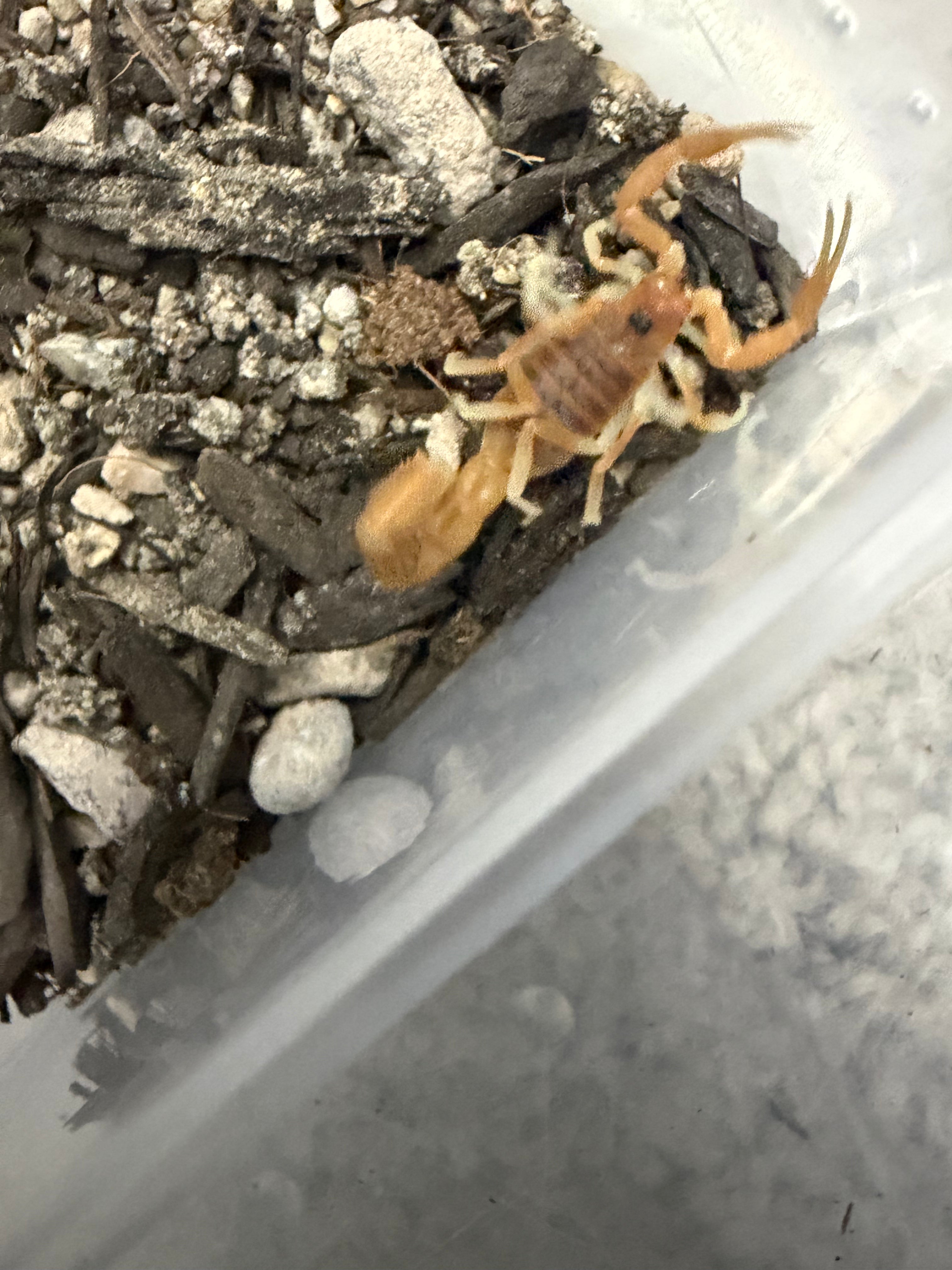Mozambique Thicktail Scorpion (Parabuthus mossambicensis) - 0.5-0.75" (Scorpling) photo 2